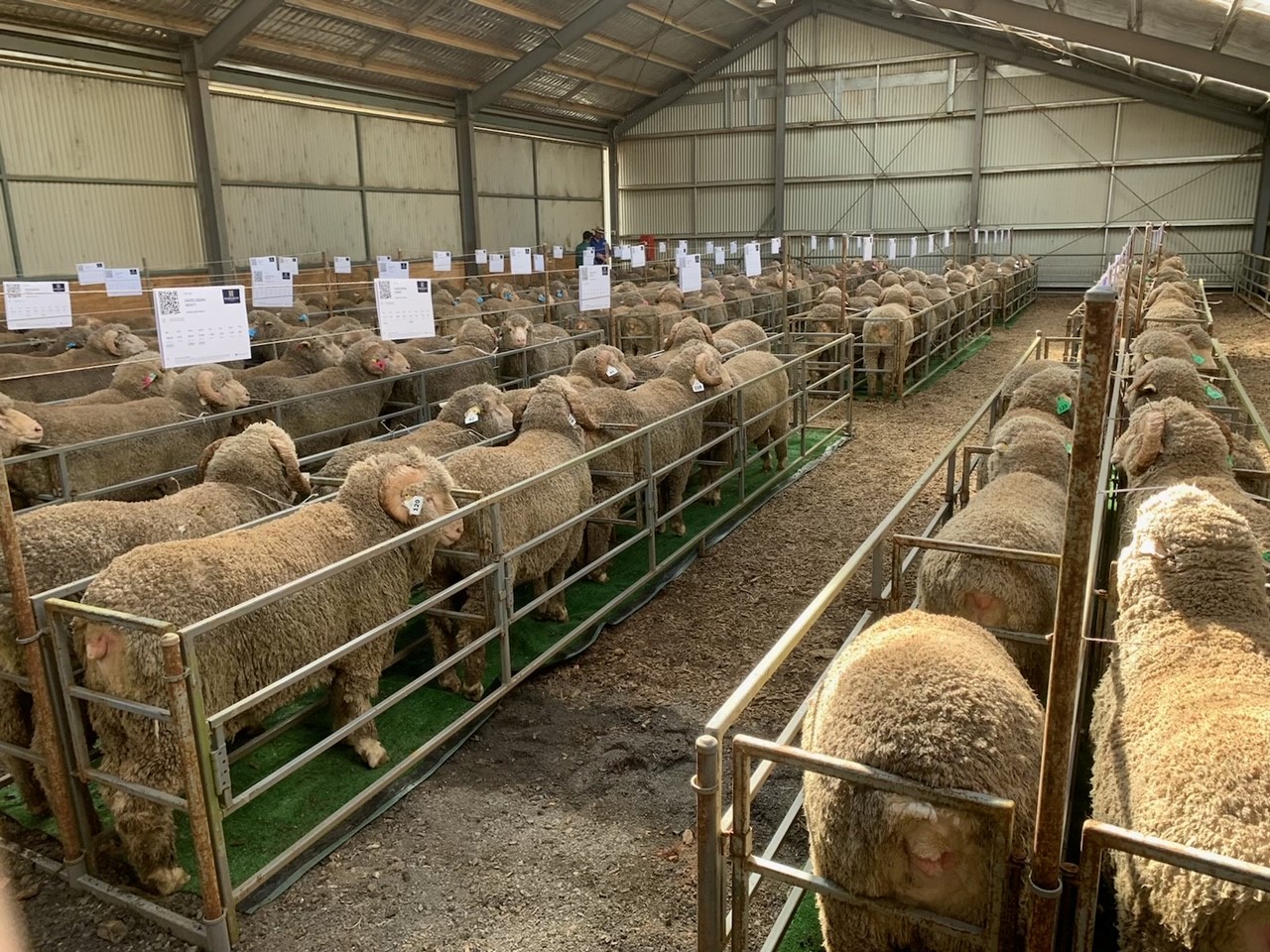 High performance modern merinos