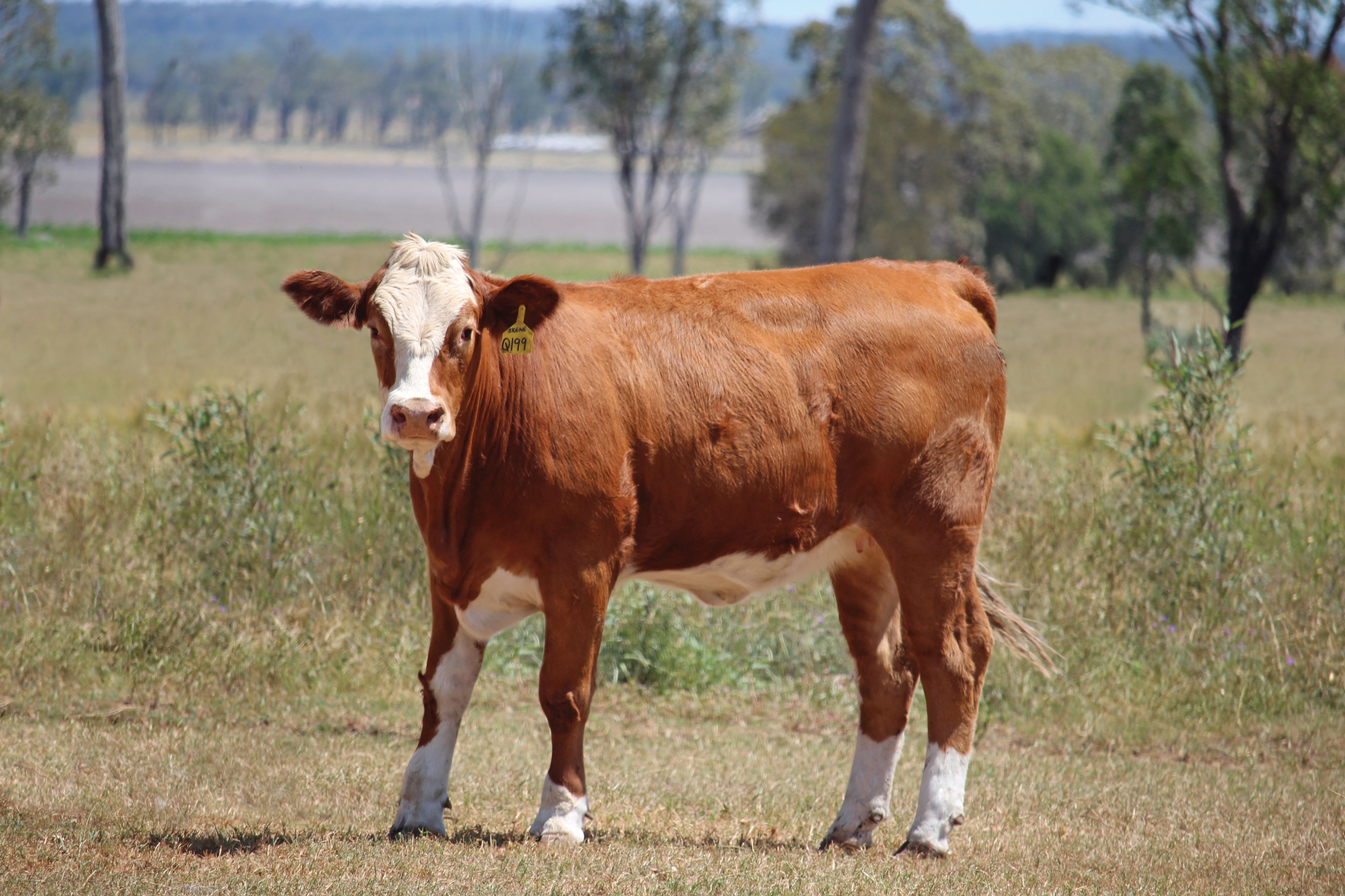 Lot 12 - Meldon Park Q199 (P) | AuctionsPlus