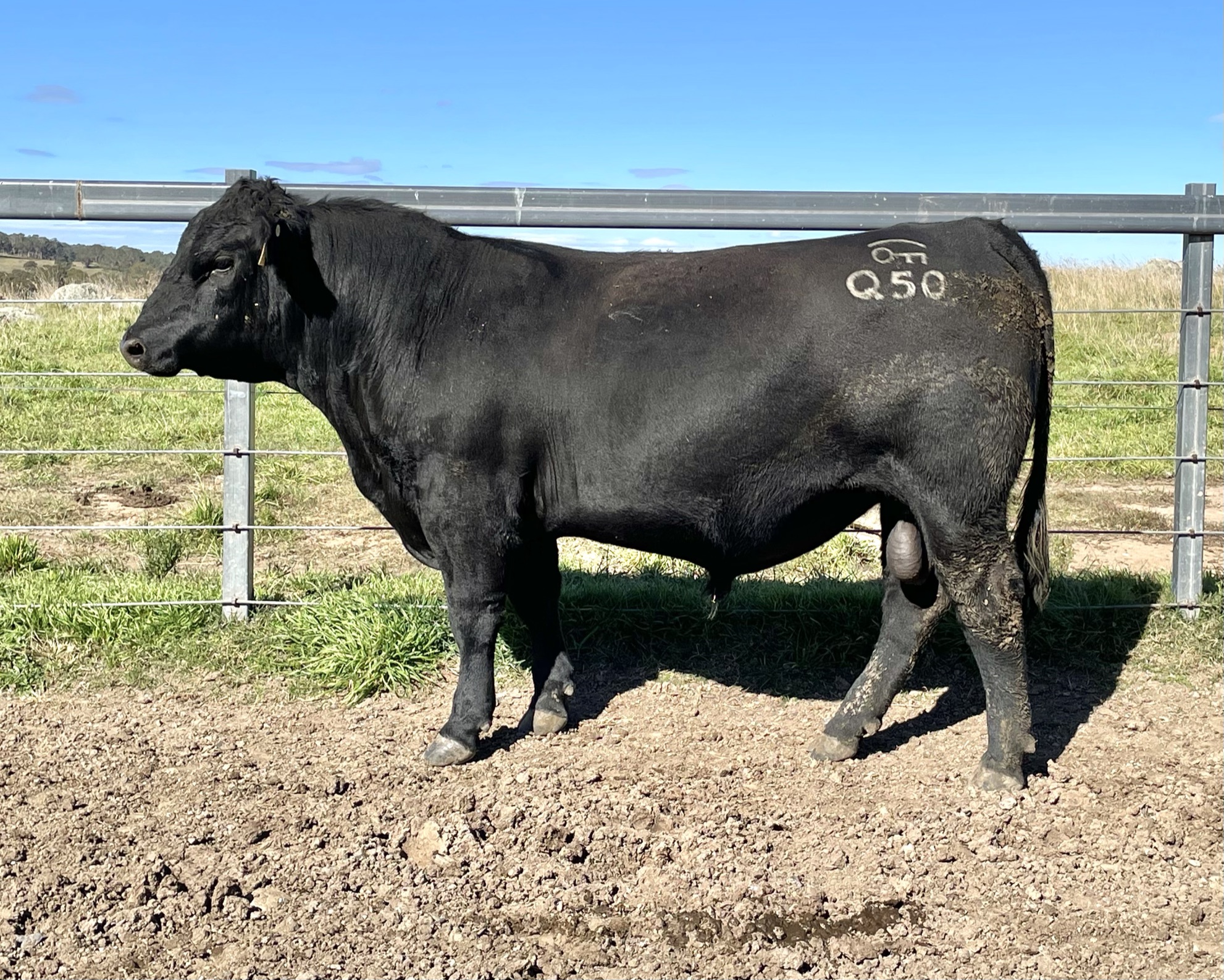 Lot 9 - WATTLETOP Q50 | AuctionsPlus