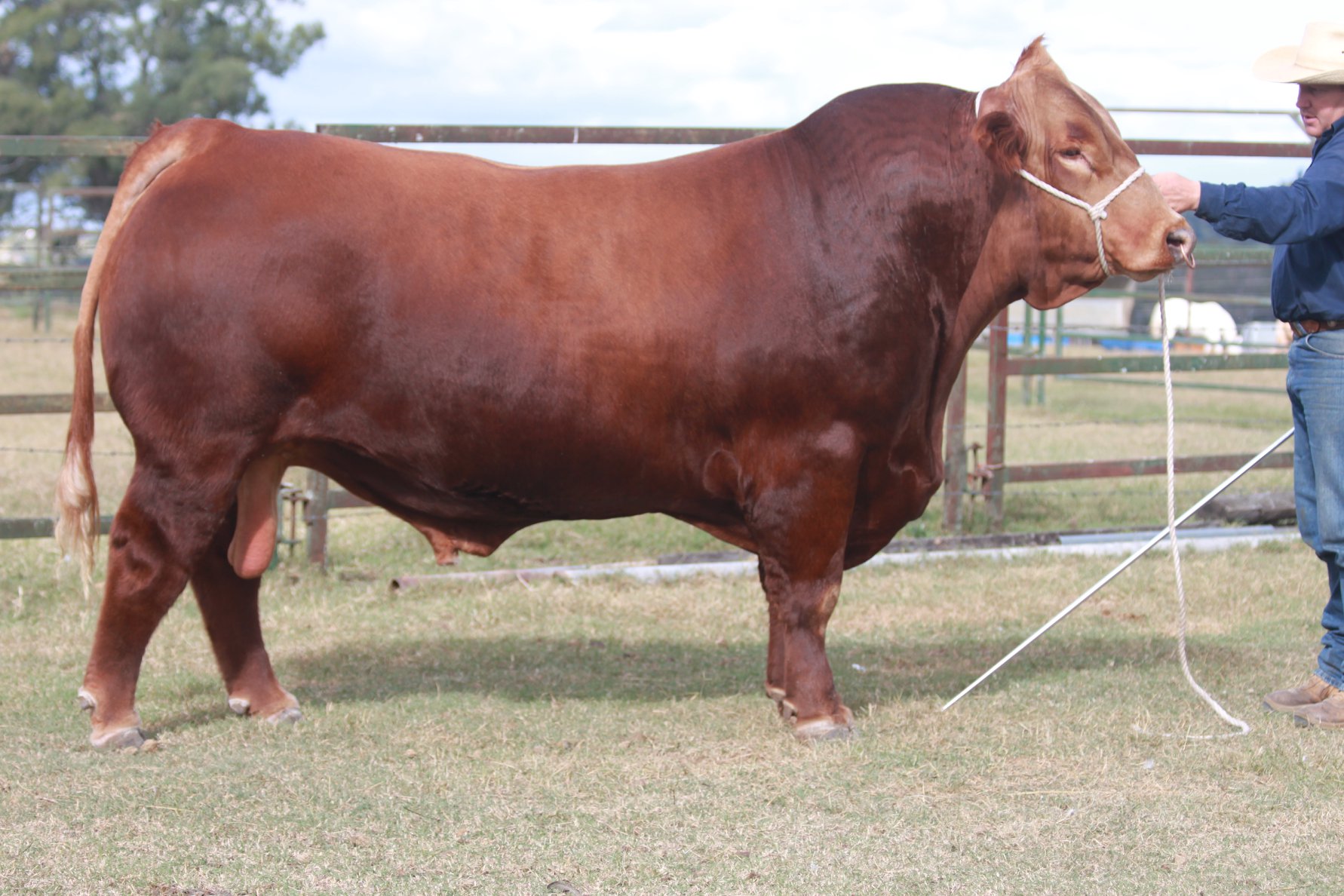 Lot 47 Semen Package Ellendale Stylin' A Ladies Man AuctionsPlus