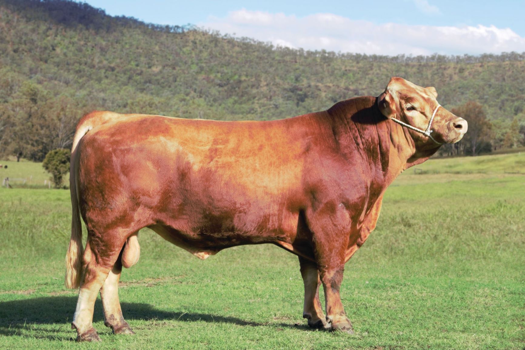 Lot 54 ELLENDALE BLINGS GOLDEN LEGACY (S) (R) AuctionsPlus