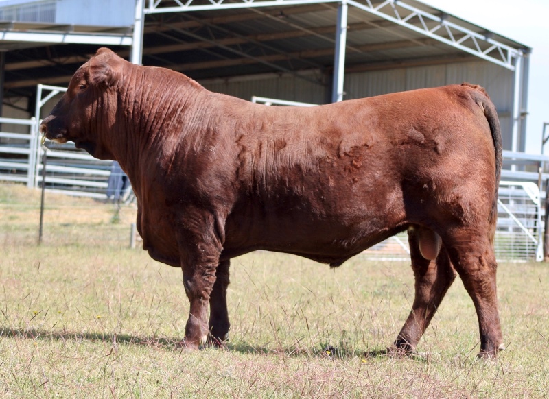 Lot 20 - ROUND-EM-UP RASCAL (AMF) (MAF) (NHF) (OSF) DAHR1 | AuctionsPlus