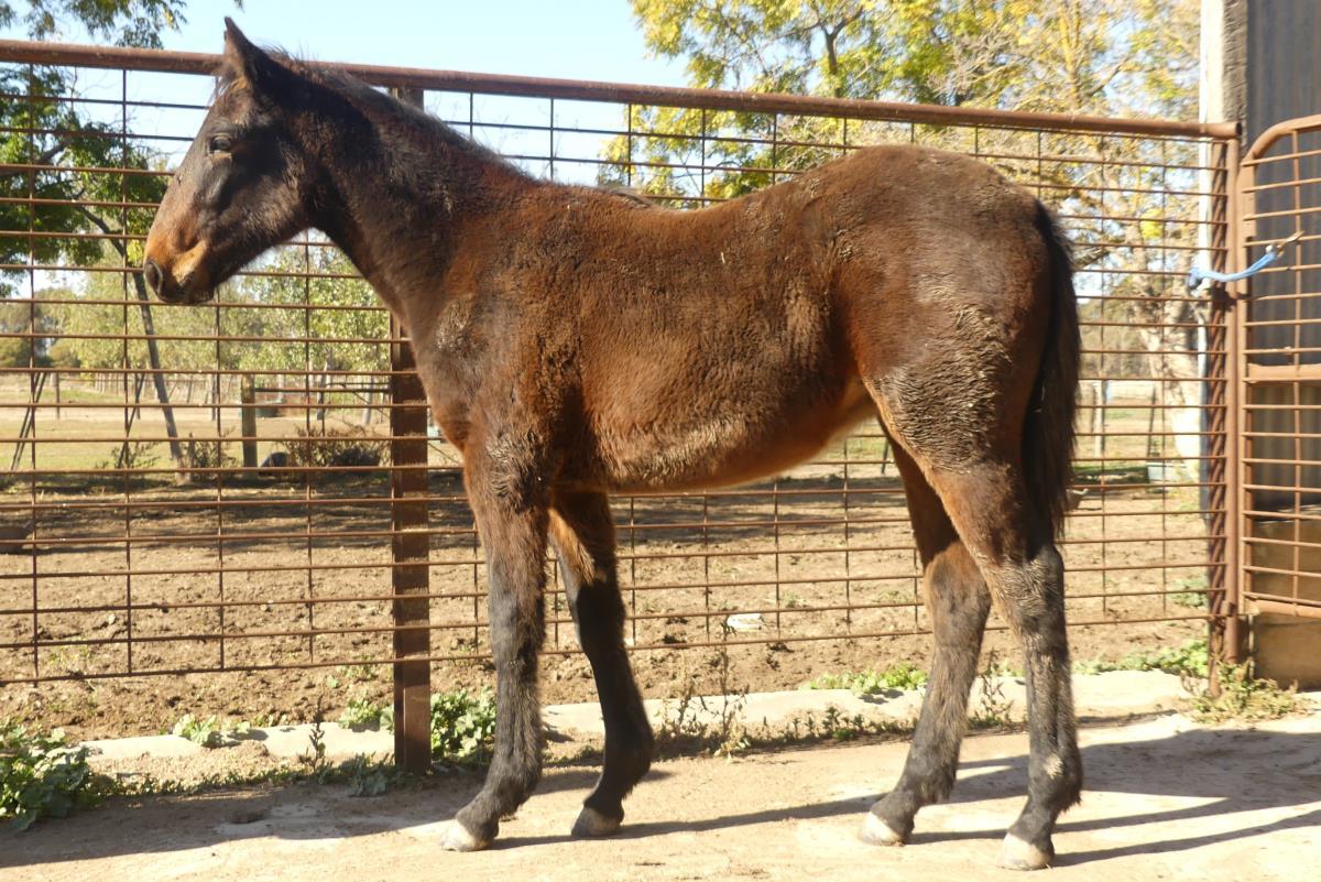 Lot 141 UNNAMED AuctionsPlus