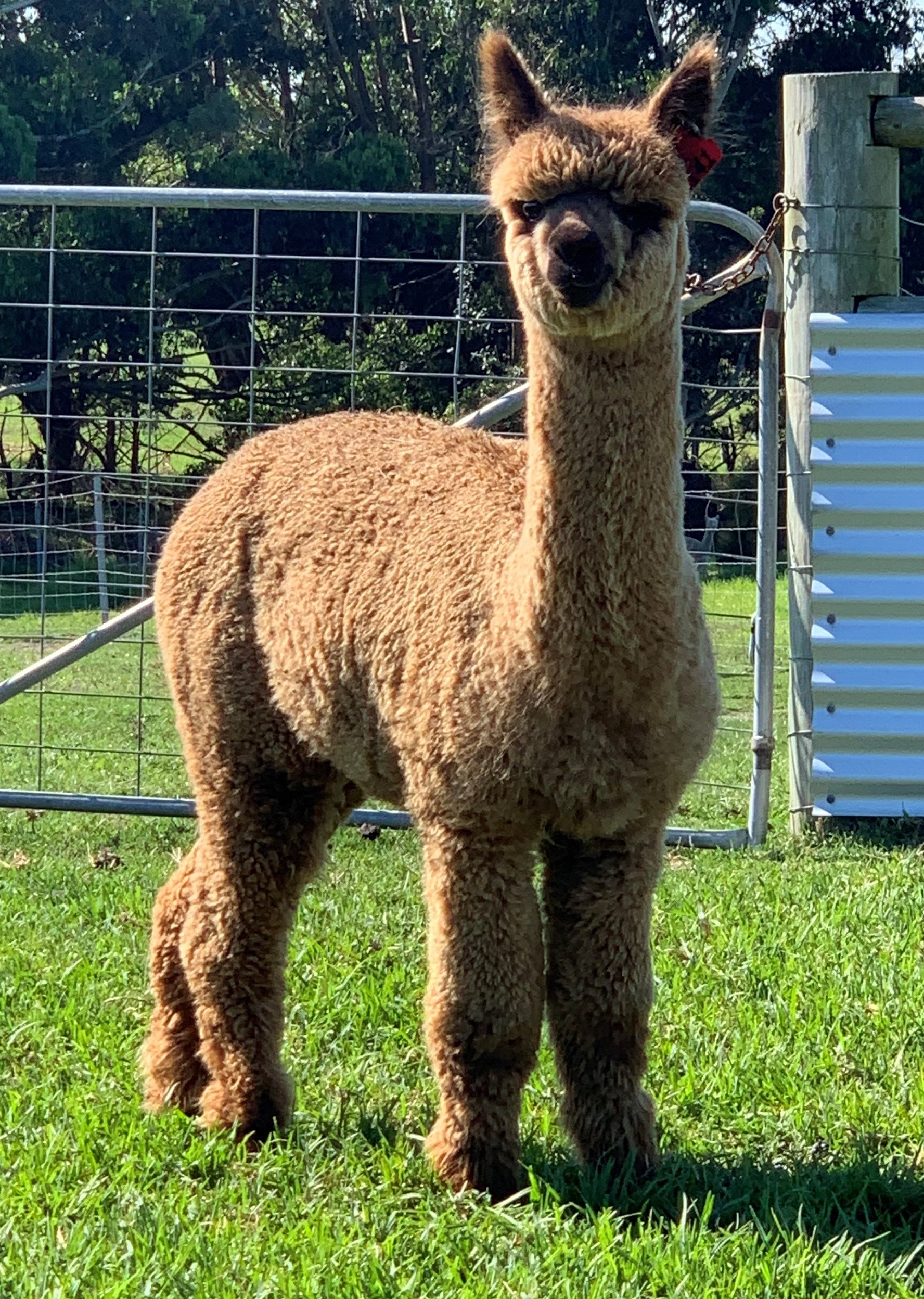 Lot 56 Goldleaf Windella Tempest AuctionsPlus