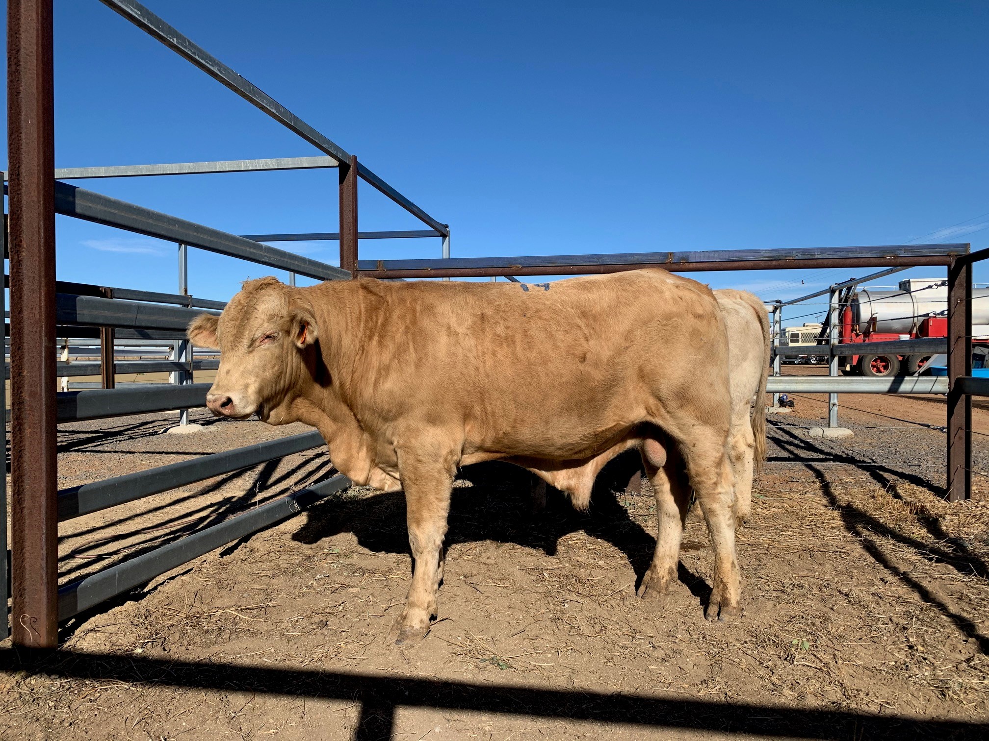 Lot 19 - Herd Bull | AuctionsPlus