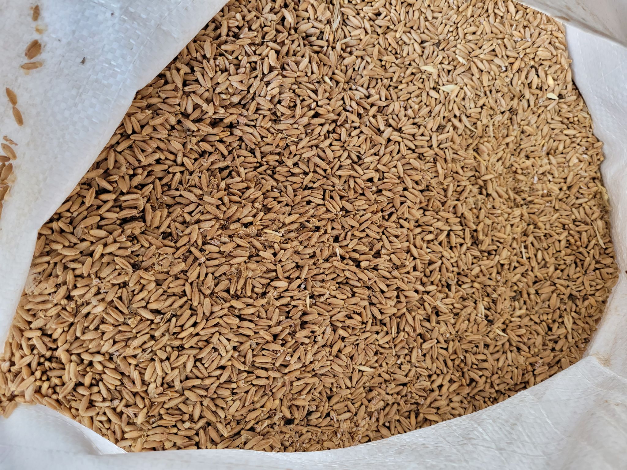 Lot 116 20 Bags of Seed Wheat AuctionsPlus