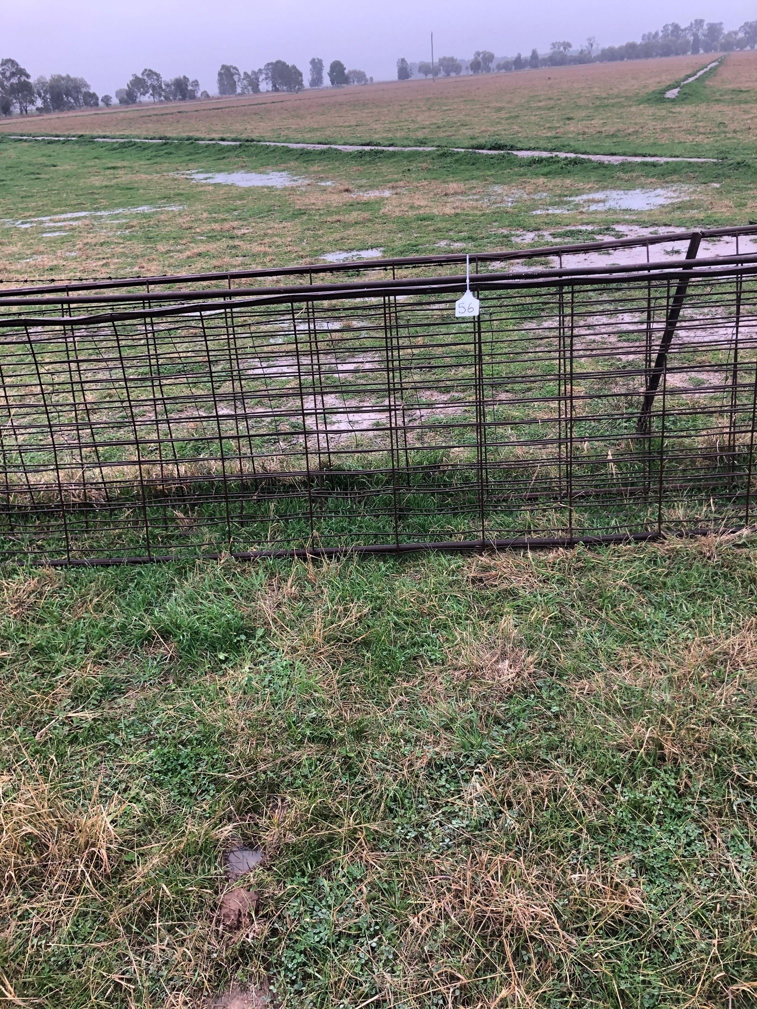 LOT 56 3x Sheep panels AuctionsPlus