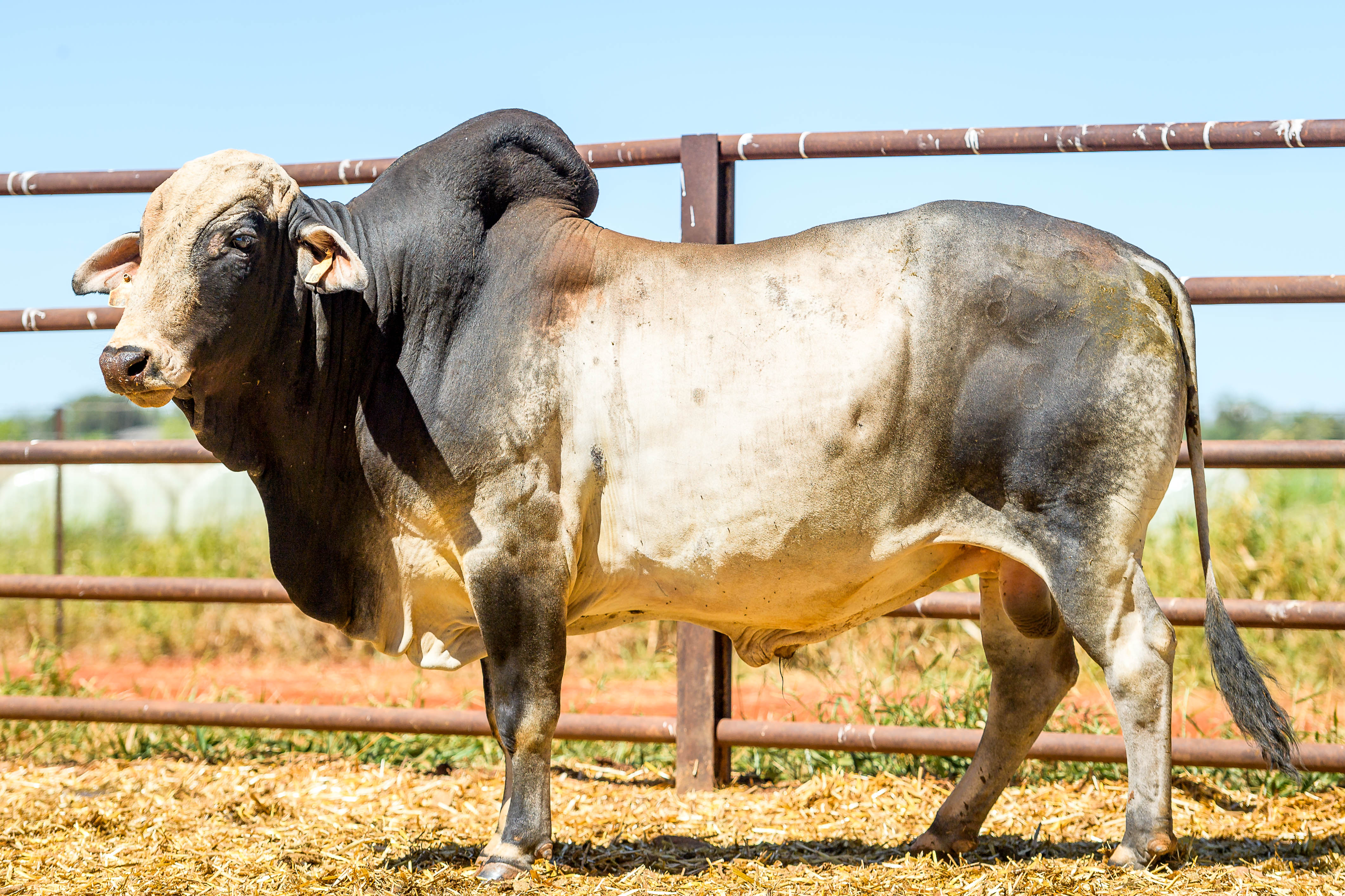 Lot 1 - PP Select Brahman Bull 16837 | AuctionsPlus