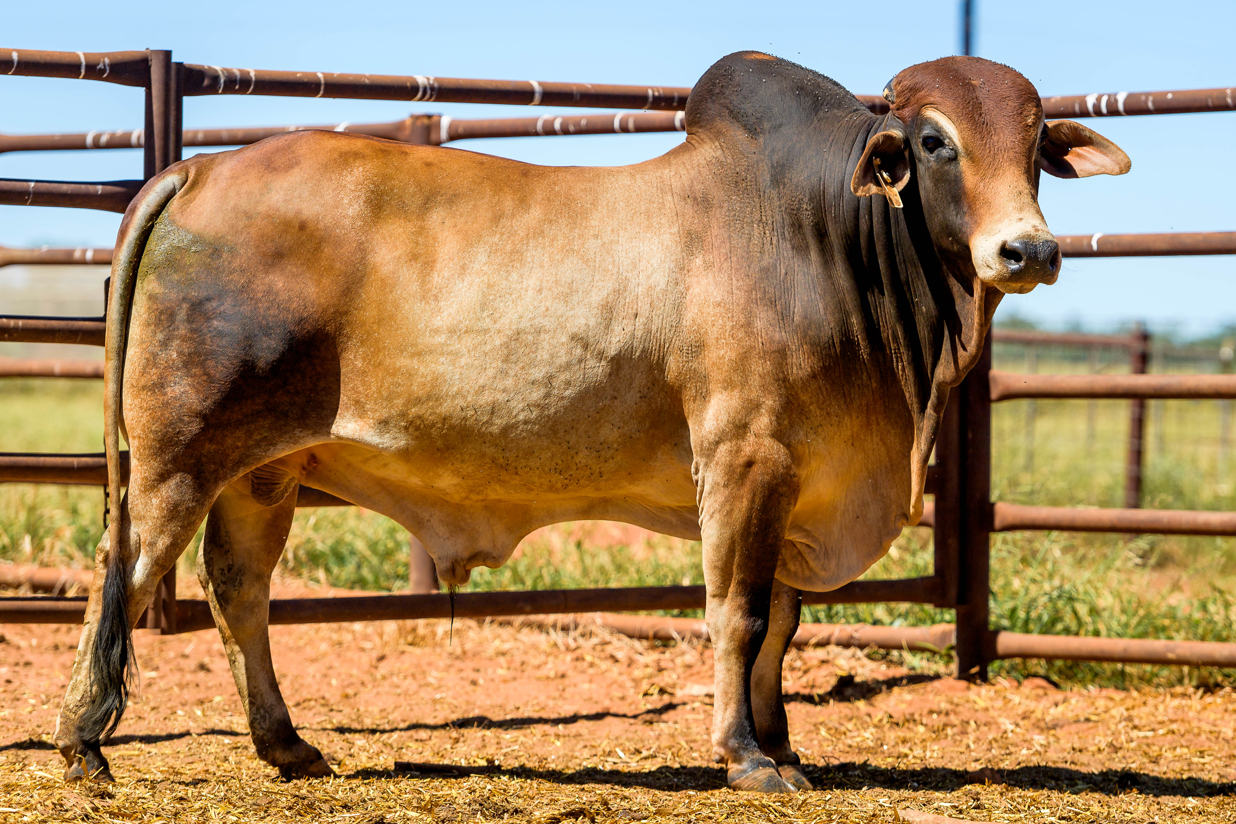 Lot 13 - HH Select Brahman Bull 50355 | AuctionsPlus