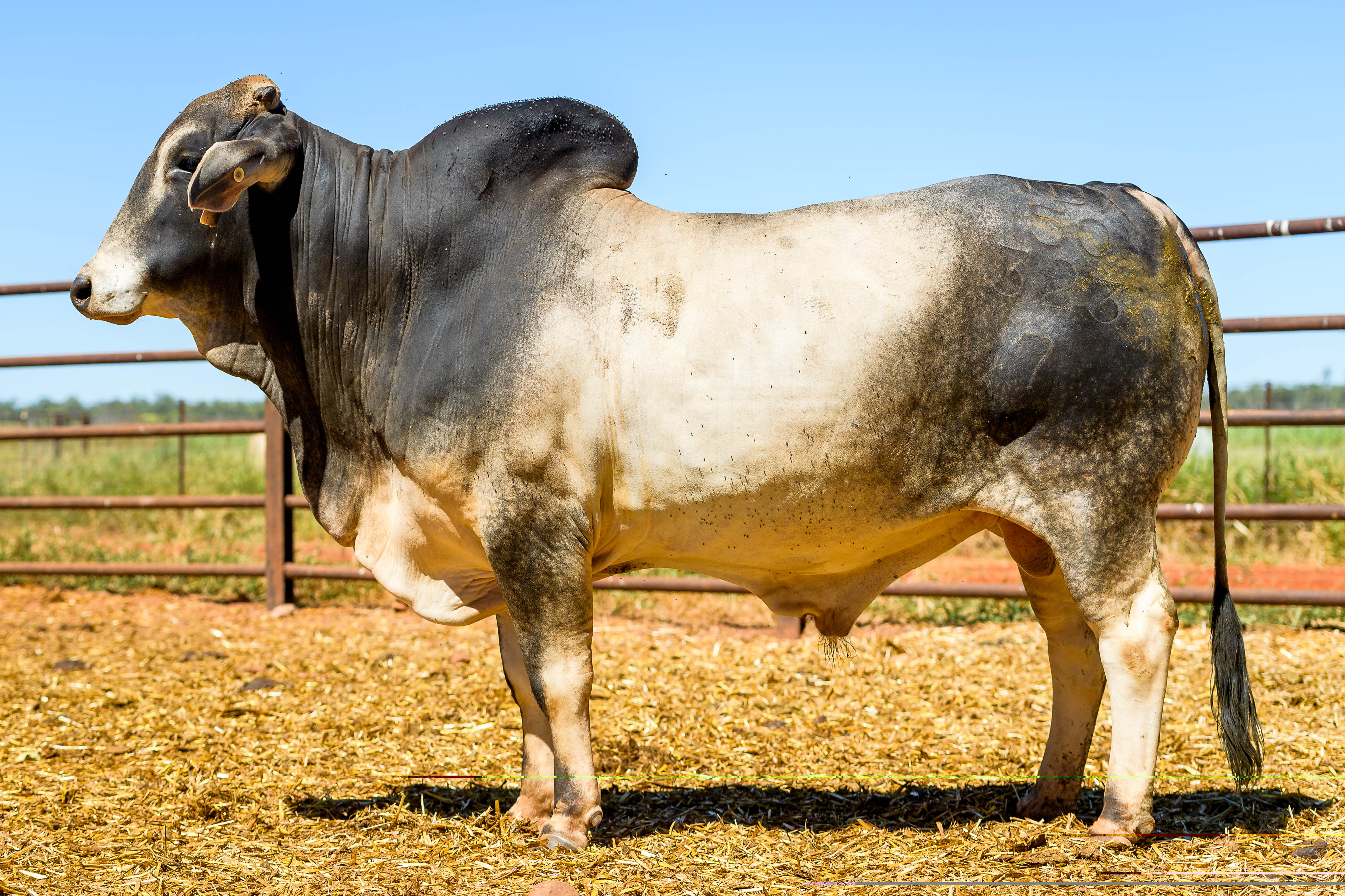 Lot 14 - HH Select Brahman Bull 50323 | AuctionsPlus