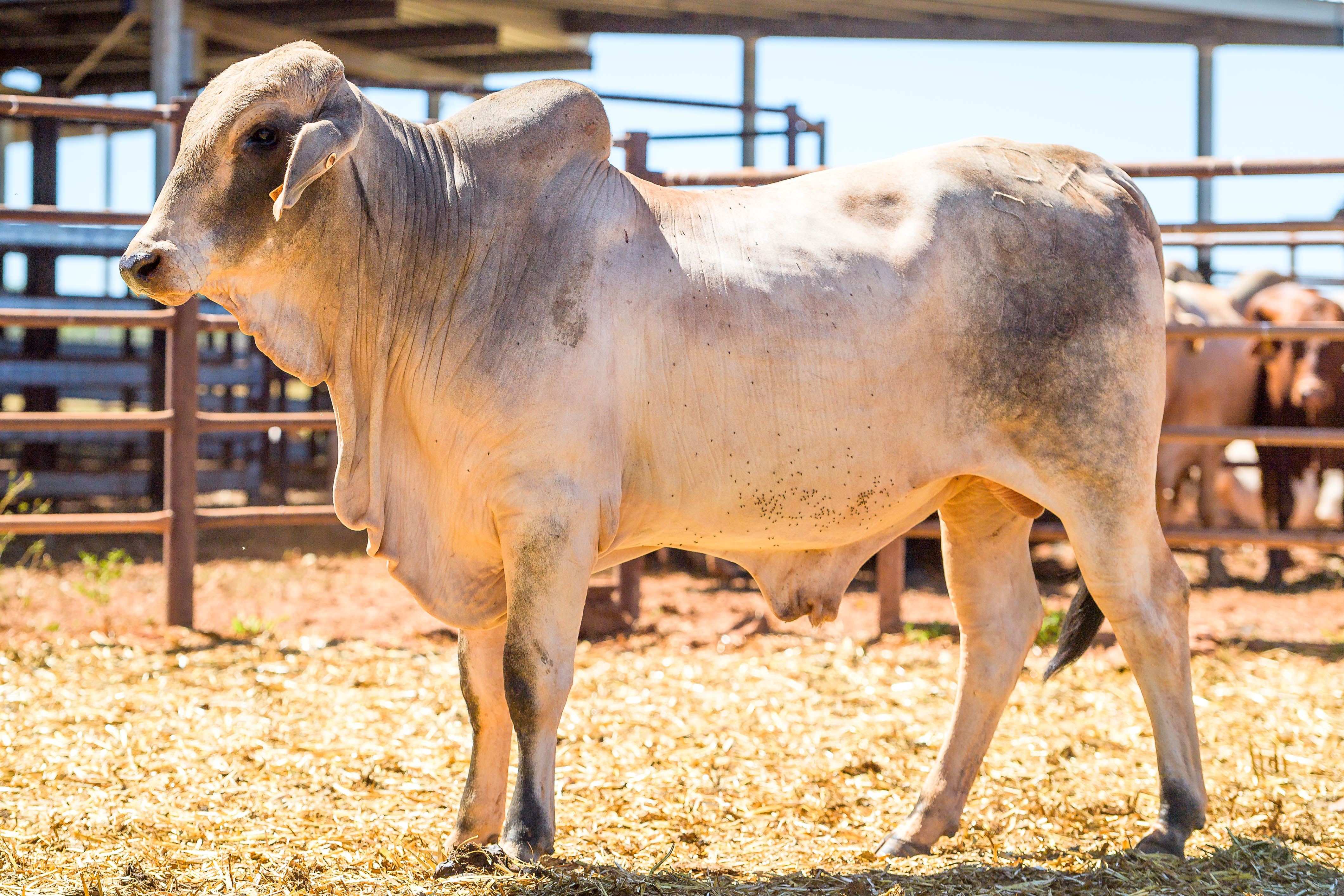 Lot 28 - PH Select Brahman Bull 51016 | AuctionsPlus