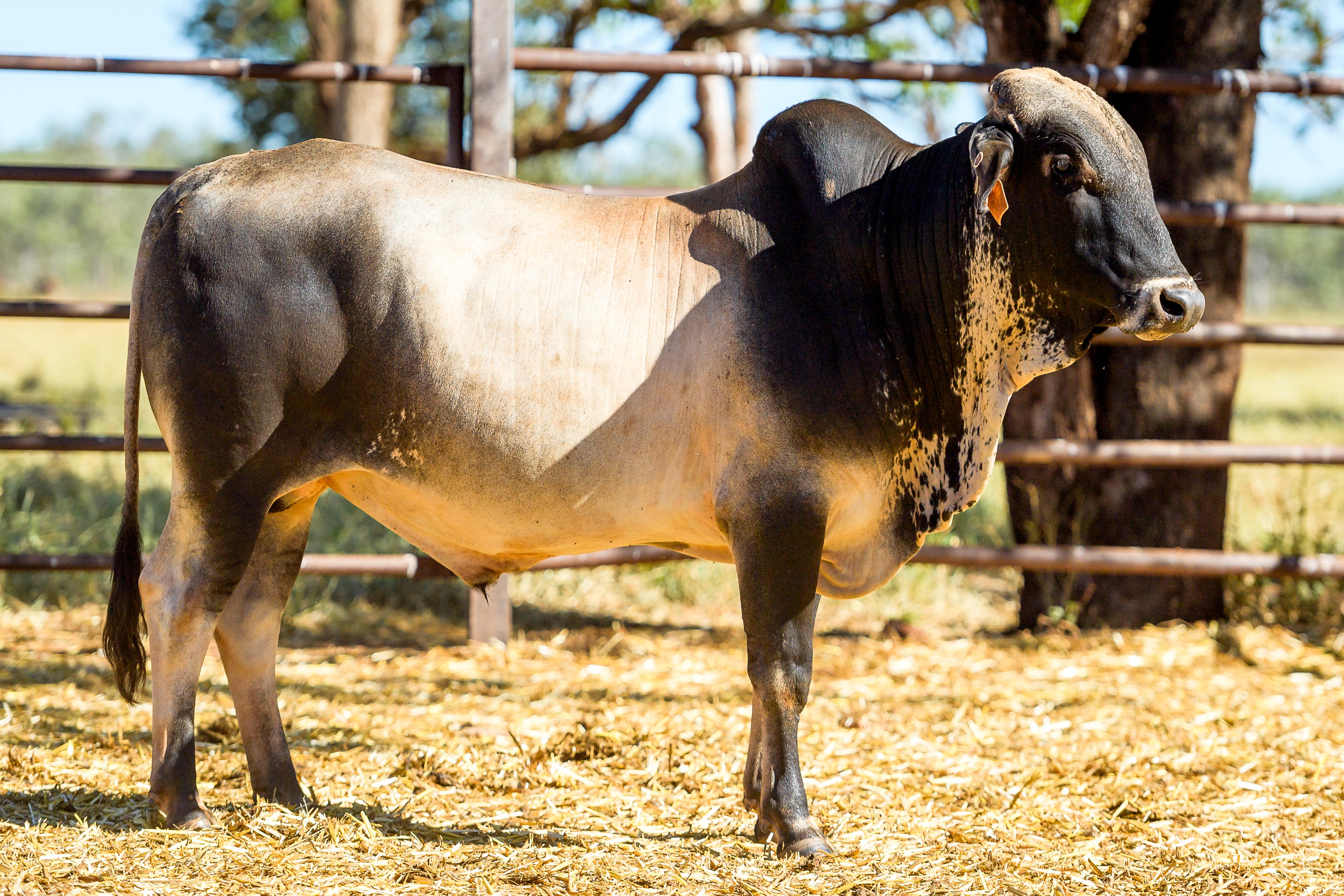 Lot 40 - HH Select Brahman Bull 51021 | AuctionsPlus