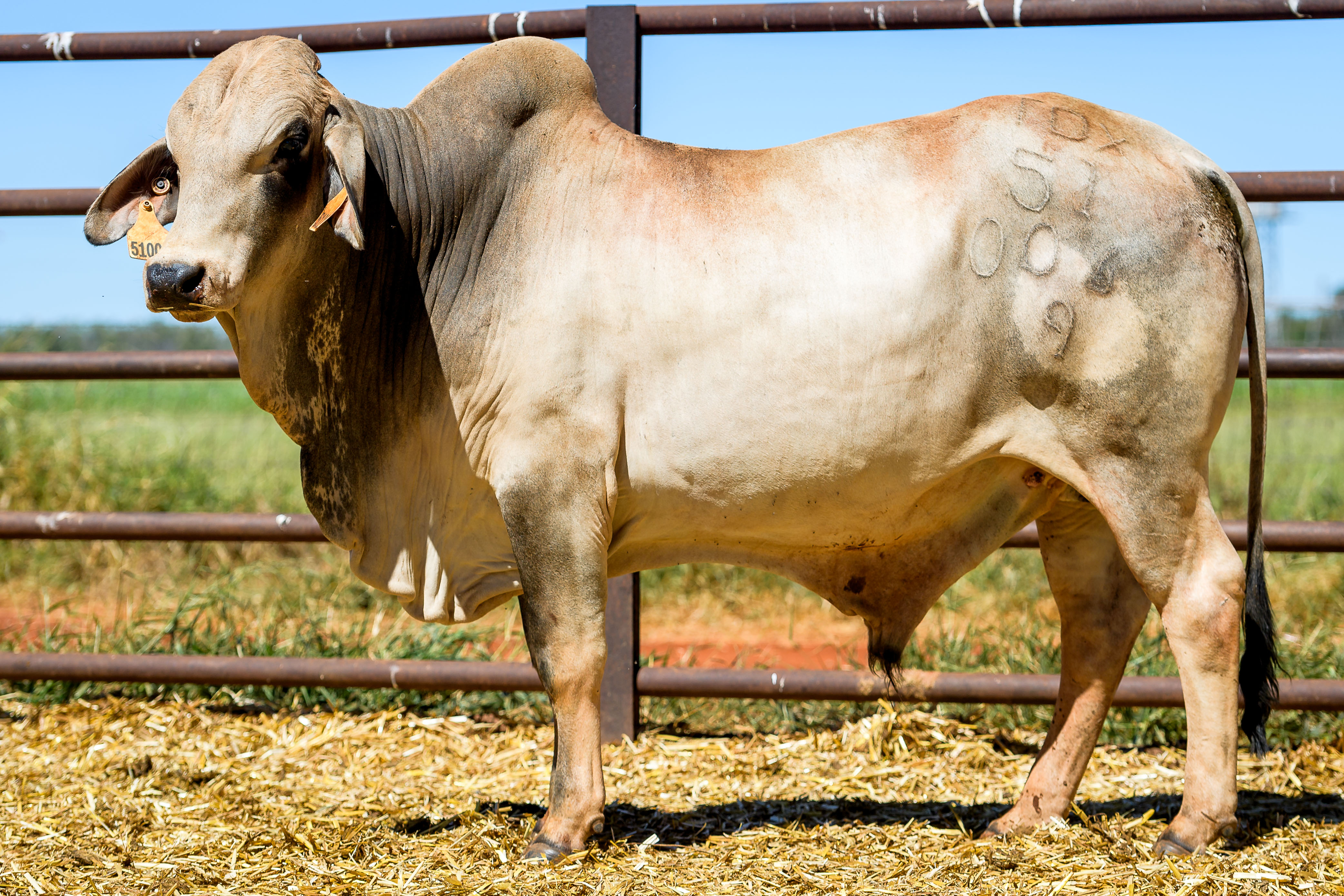 Lot 46 - Hh Select Brahman Bull 51006 