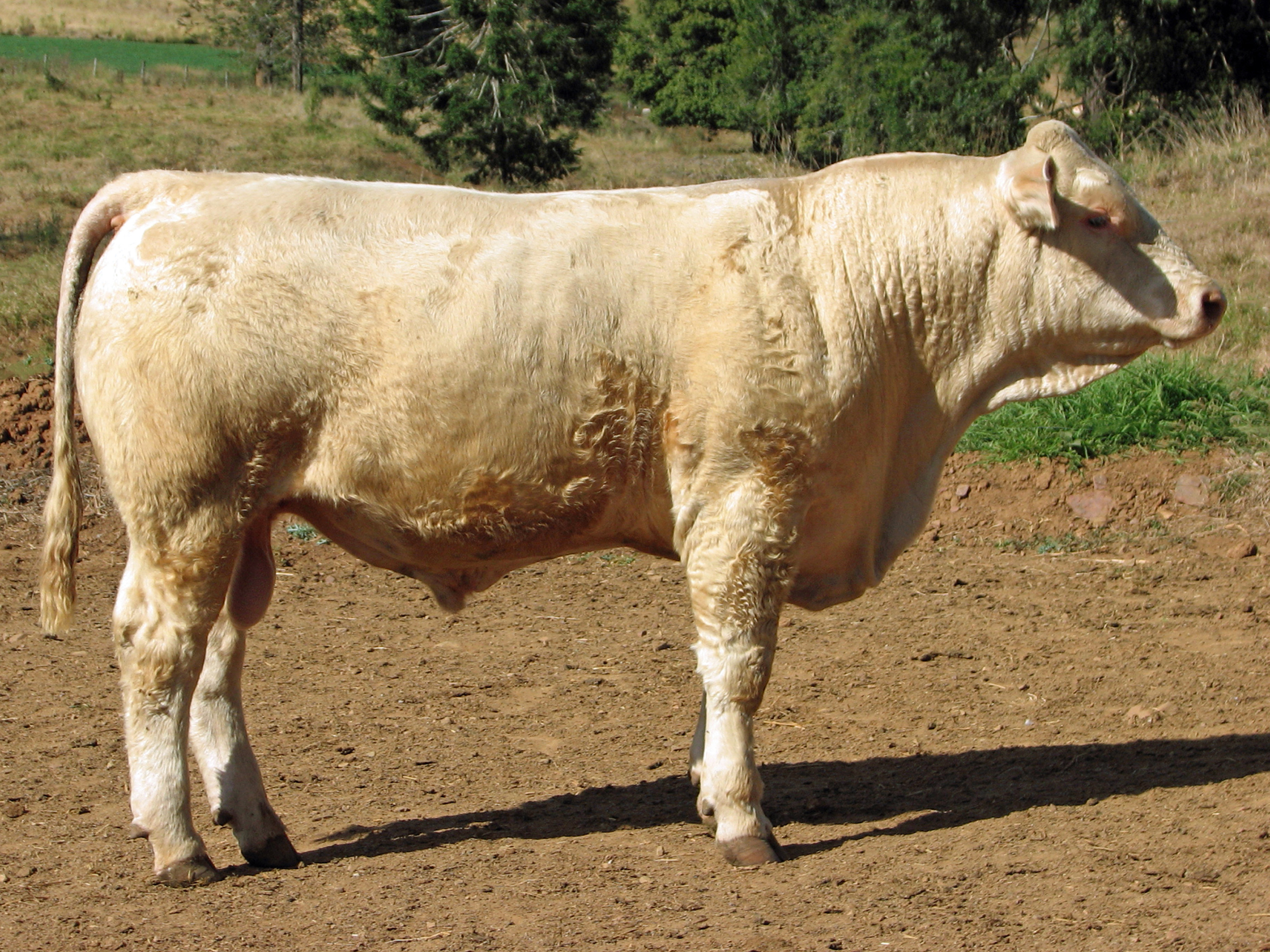 Lot 9 KANDANGA VALLEY QINYE (TW) AuctionsPlus