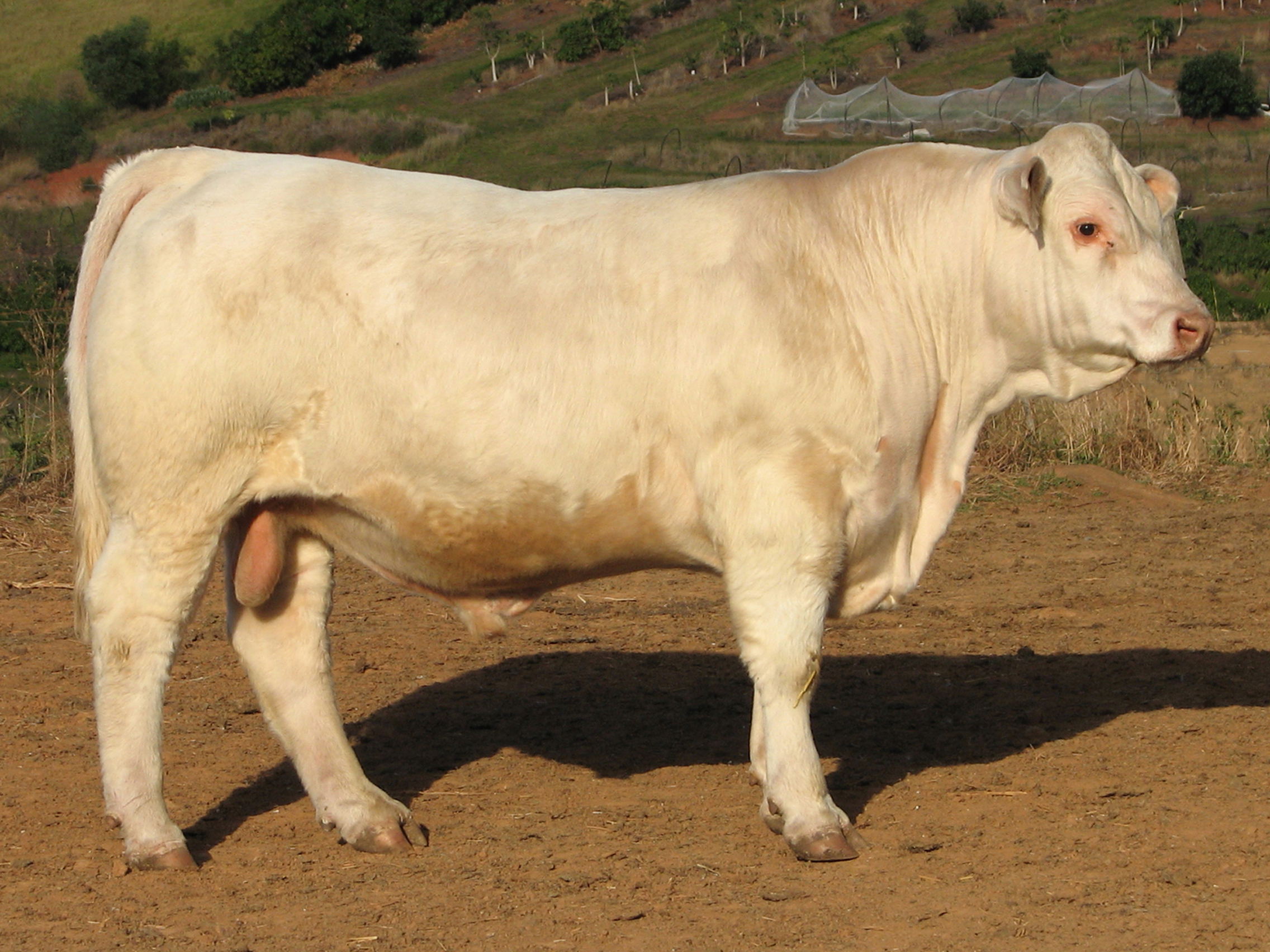 Lot 20 KANDANGA VALLEY QUEYE (P) AuctionsPlus