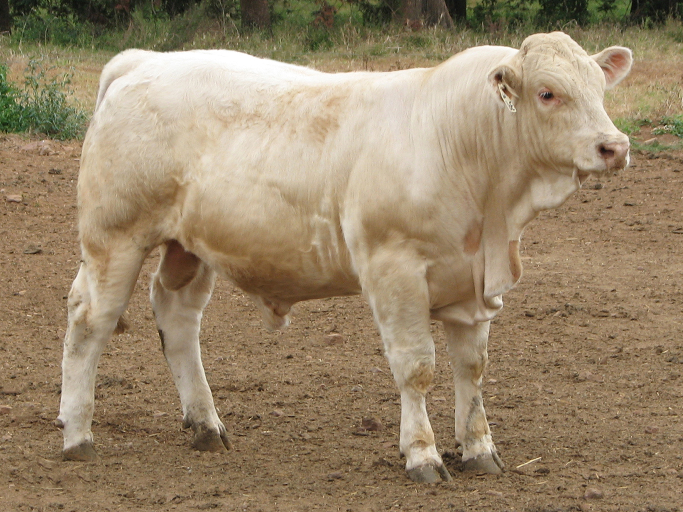 Lot 32 KANDANGA VALLEY RILEY AuctionsPlus