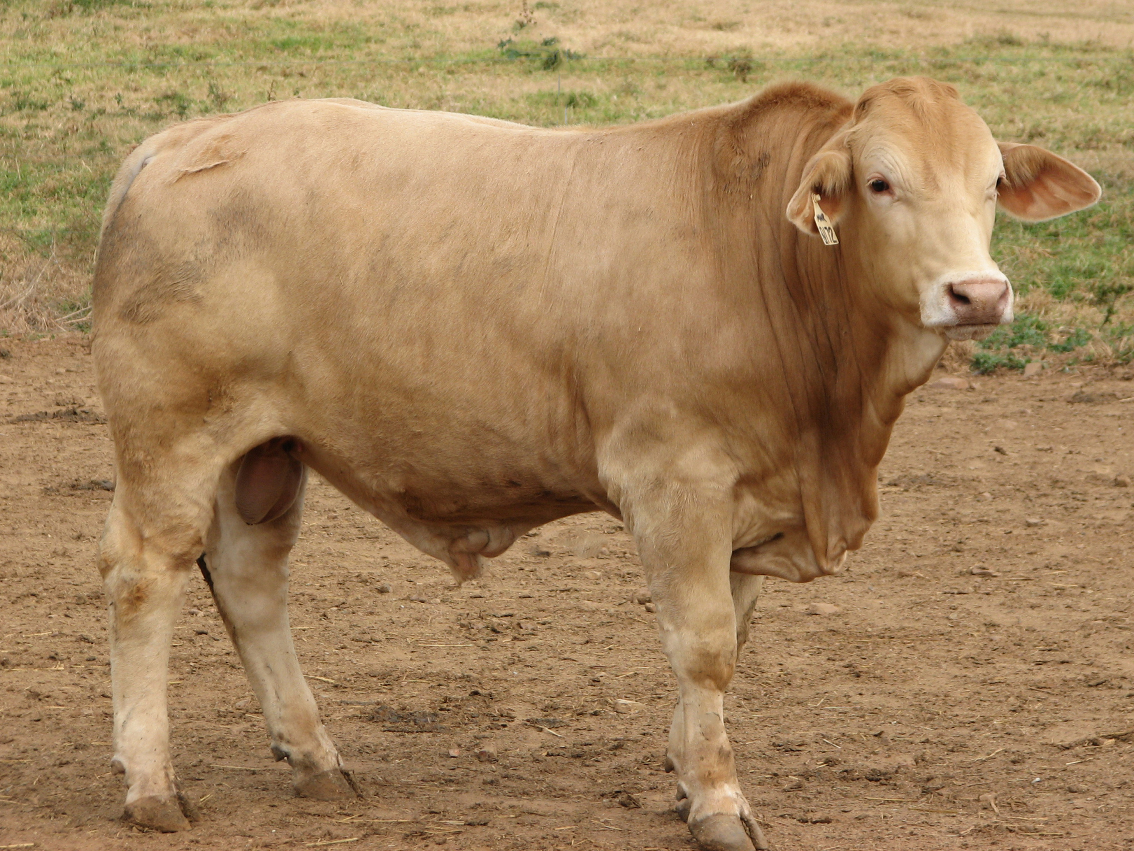 Lot 79 KANDANGA VALLEY QUIRINDI (Herd Bull) AuctionsPlus