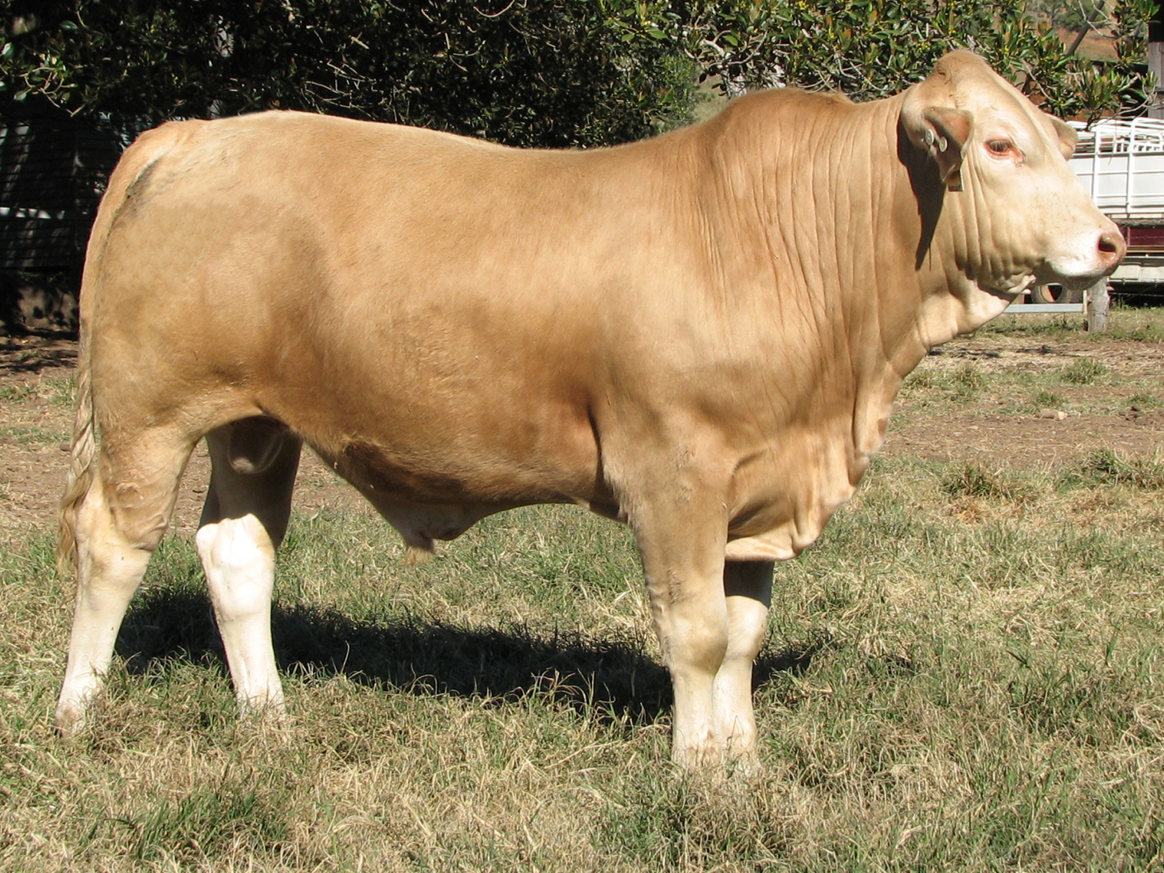 Lot 86 KANDANGA VALLEY QUALIFIRE (SC) (Herd Bull) AuctionsPlus