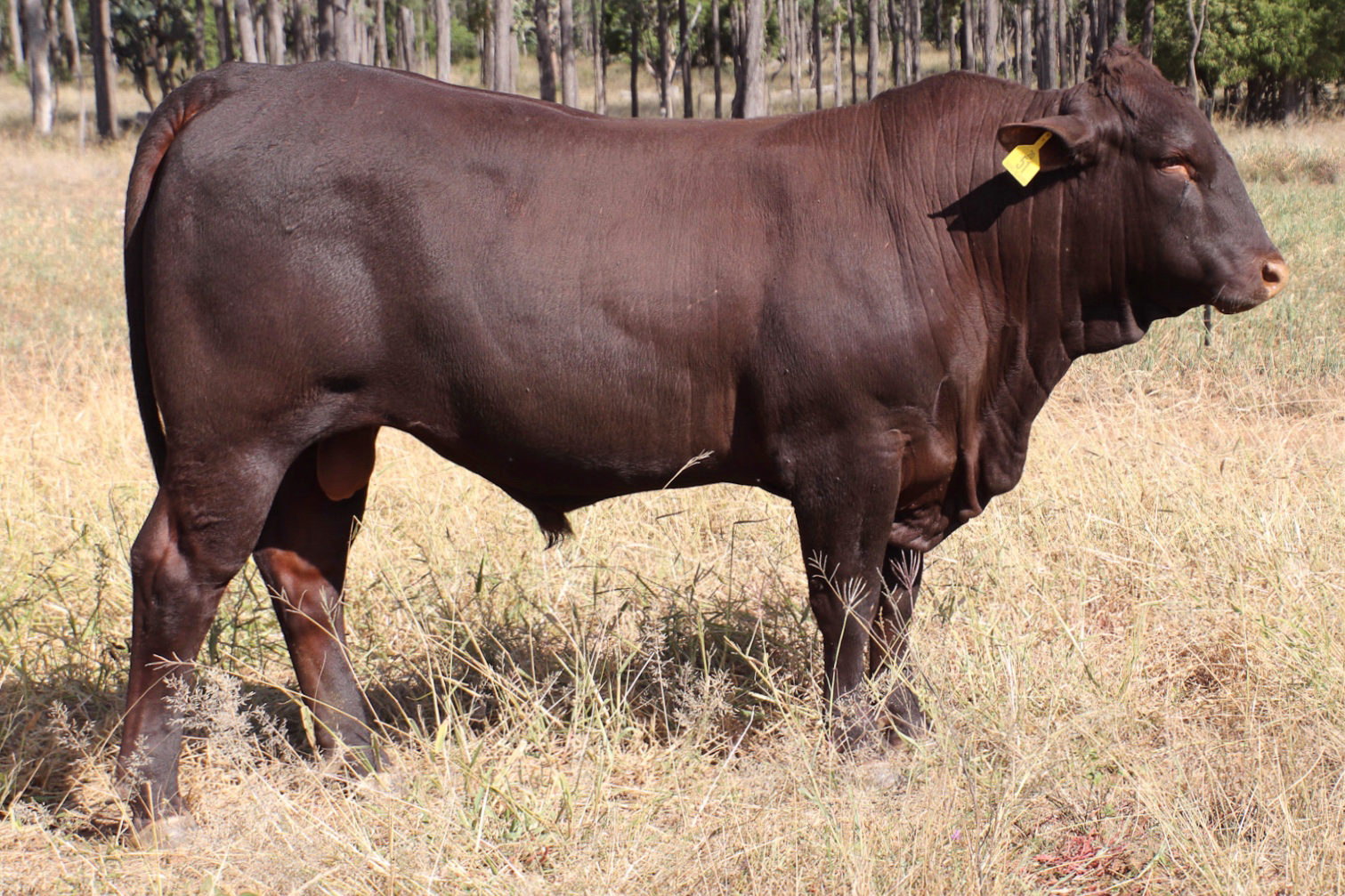 Lot 13 - SEIFERT BELMONT REDS SEI200051 | AuctionsPlus