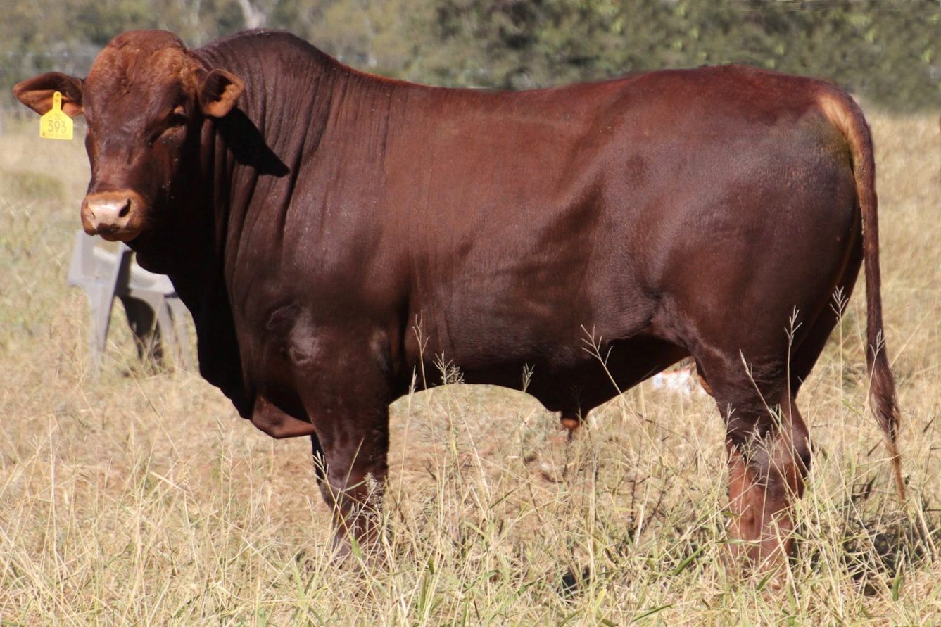 Lot 38 - SEIFERT BELMONT REDS SEI200393 | AuctionsPlus