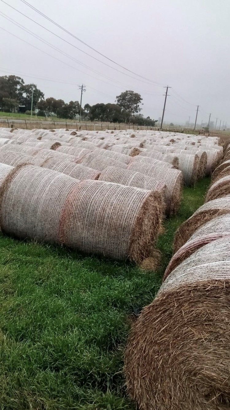 Lot 76 Straw Rolls x 50 AuctionsPlus