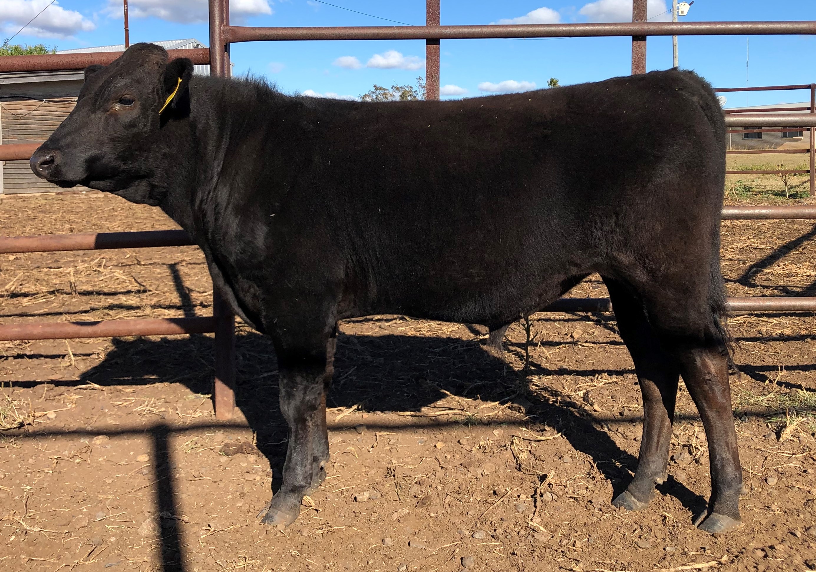 Lot 14 - Fullblood Wagyu Bull - MGKFR0098 - MGK WAGYU R0098 (AI) F1, FB ...