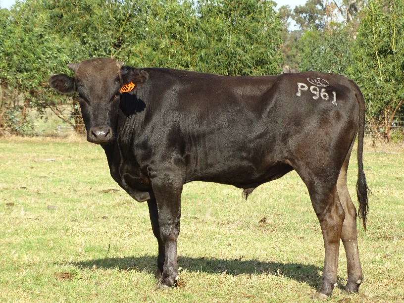 Lot 59 20 x Fullblood Wagyu Semen Straws IGWFP0961 IRONGATE