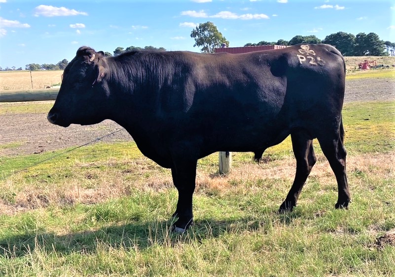 Lot 65 10 x Fullblood Wagyu Semen Straws LSHFP00026 LISHEEN P26