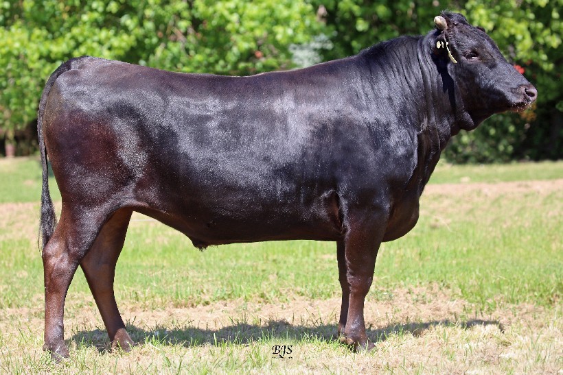 Lot 104 5 x Fullblood Wagyu Semen Straws MYMFQ007 ARUBIAL BOND