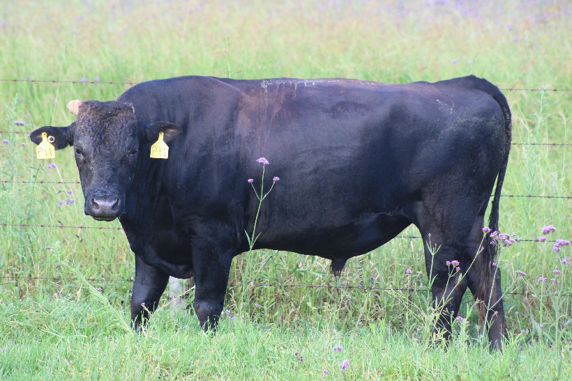 Lot 106 20 x Fullblood Wagyu Semen Straws WPPFP00011 WE PACK