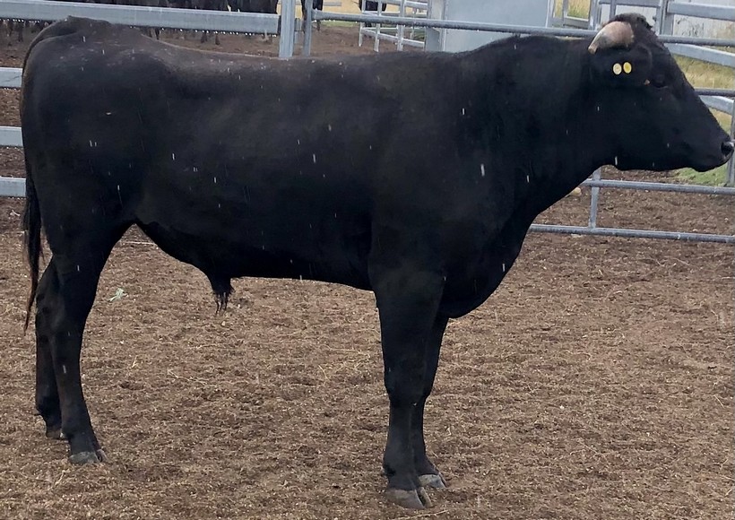 Lot 113 10 x Fullblood Wagyu Semen Straws MPLFP6135 TUMBLEDOWN