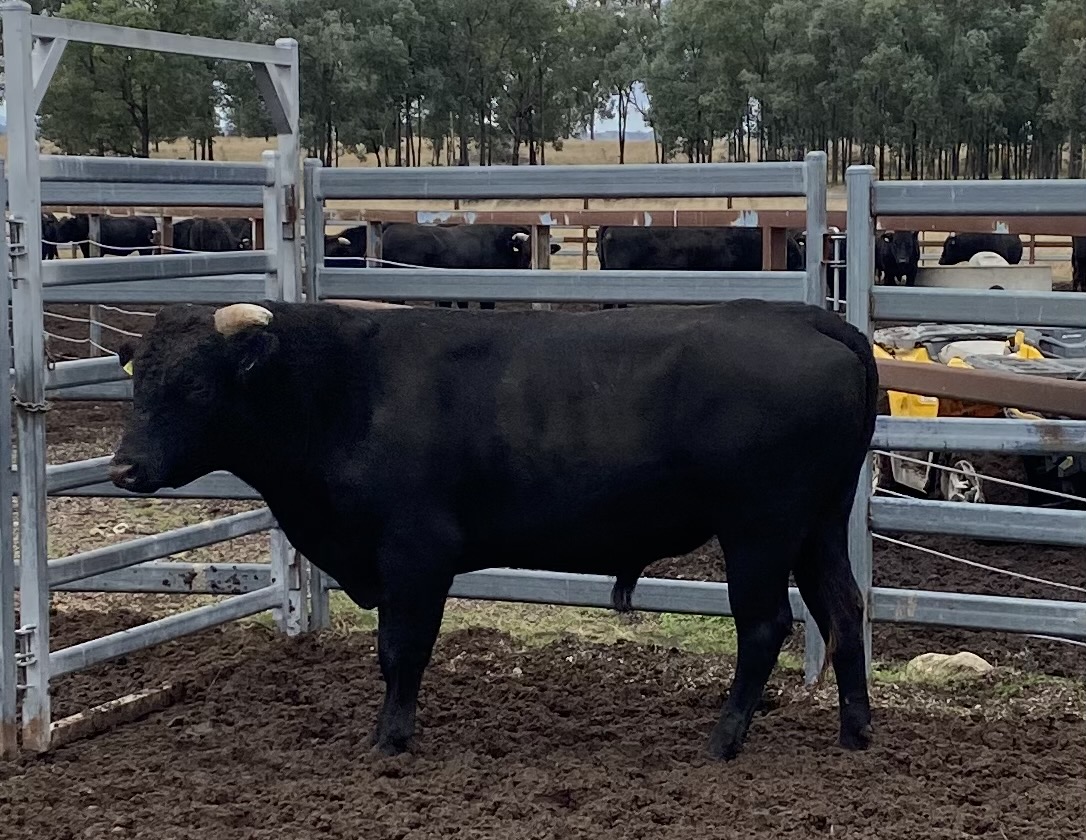 Lot 114 10 x Fullblood Wagyu Semen Straws MPLFP6012 TUMBLEDOWN
