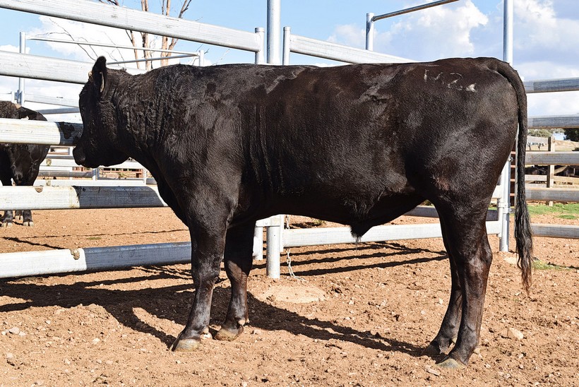 Lot 115 - 10 x Fullblood Wagyu Semen Straws - GPPFM0022 - GOOREE M0022 ...