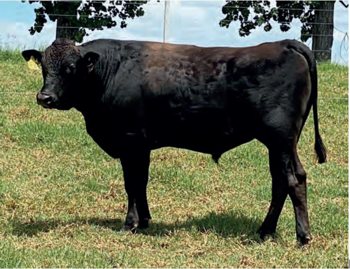 Lot 119 10 x Fullblood Wagyu Semen Straws SMOFQ0135 SUMO CATTLE