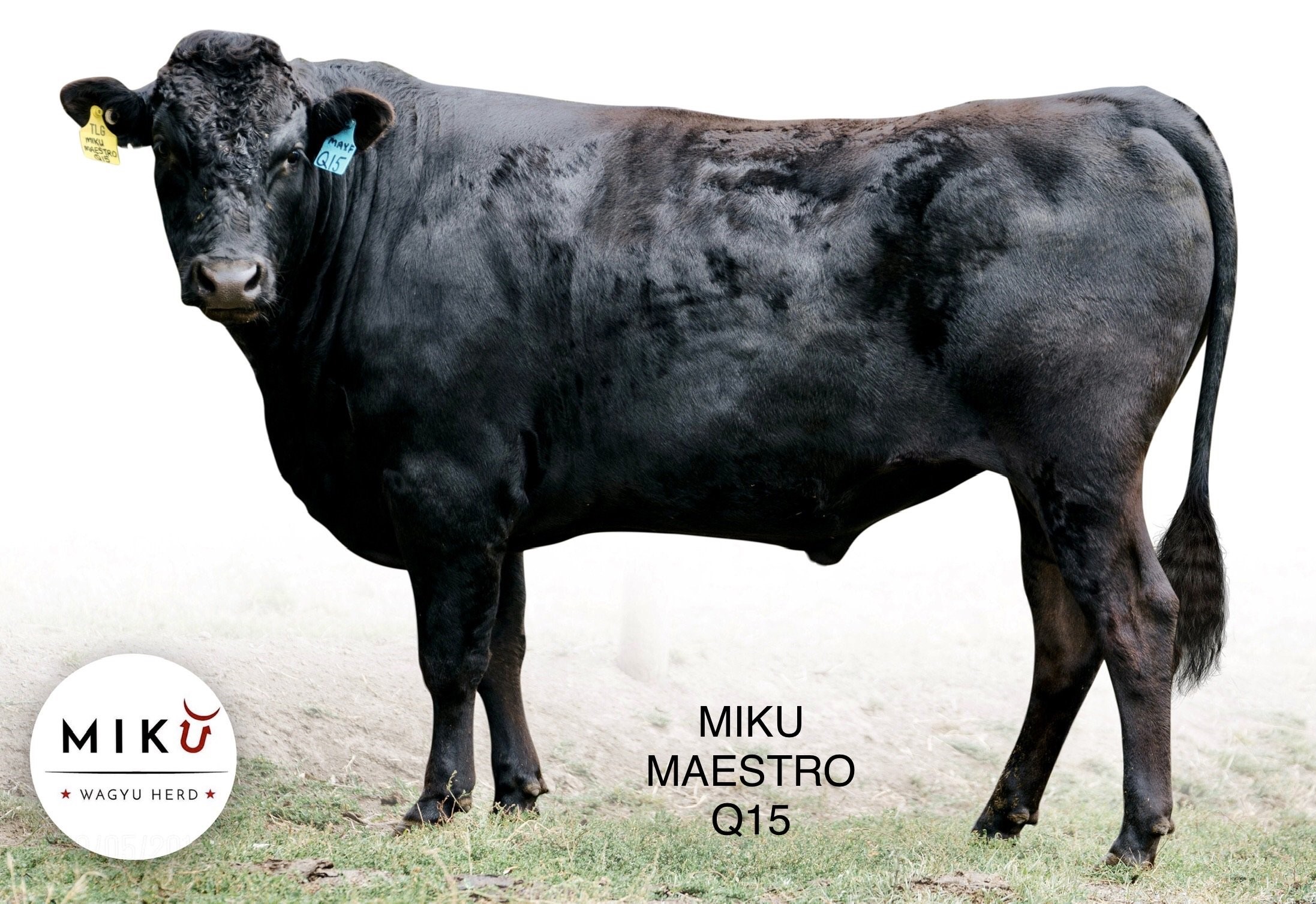Lot 70 10 x Fullblood Wagyu Semen Straws MAXFQ15 Miku Maestro Q15