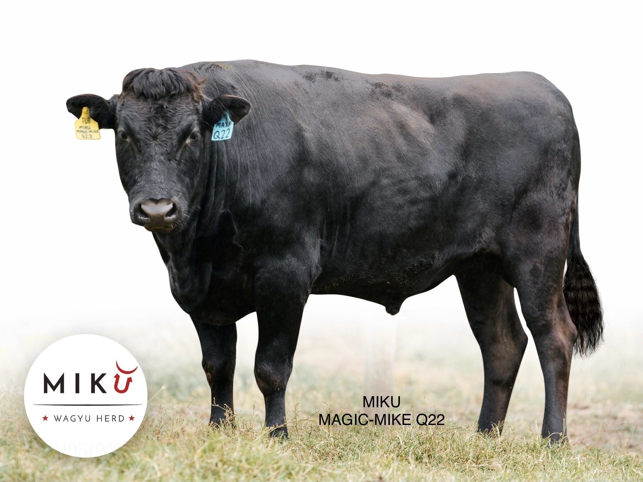 Lot 69 20 x Fullblood Wagyu Semen Straws MAXFQ22 MIKU MAGICMIKE