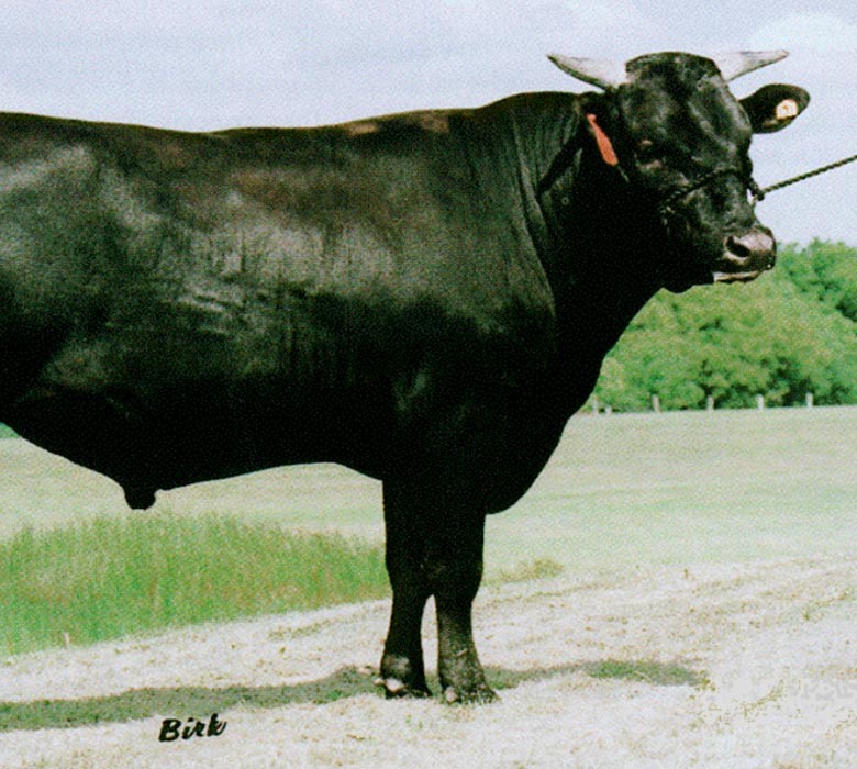 Lot 109 10 x Fullblood Wagyu Semen Straws WKSFM0139 WORLD K'S