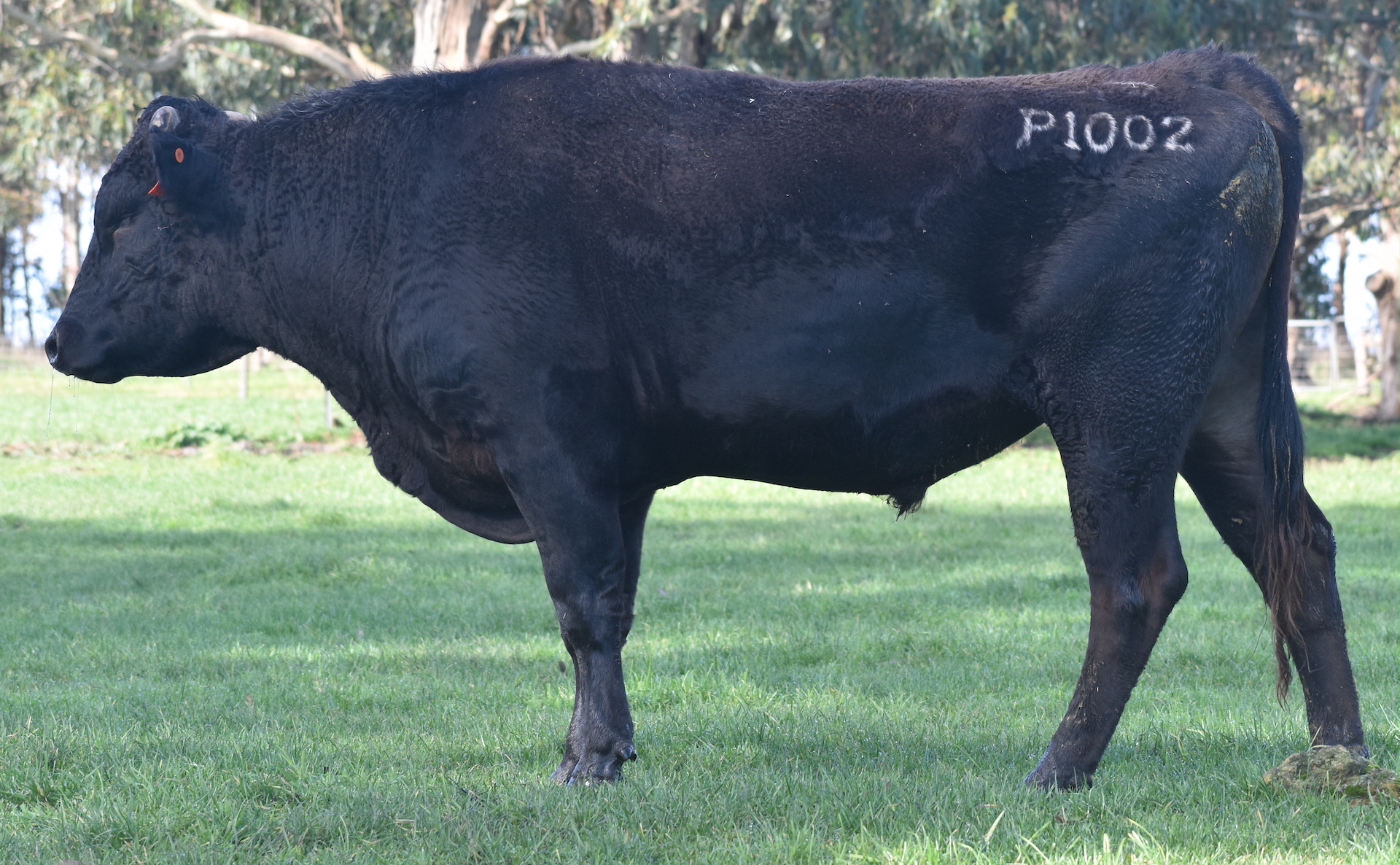 Lot 58 20 x Fullblood Wagyu Semen Straws IGWFP1002 IRONGATE