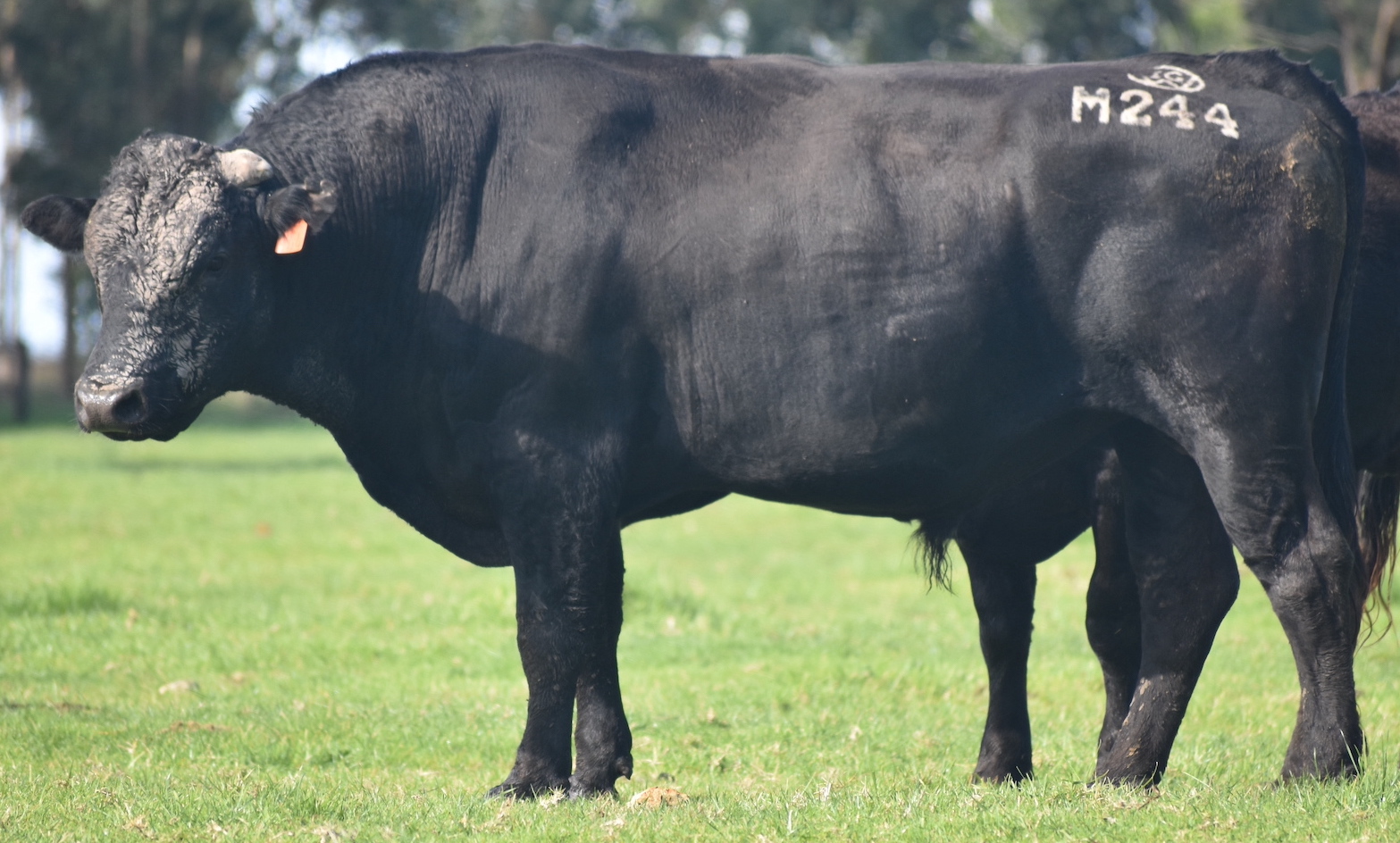 Lot 55 20 x Fullblood Wagyu Semen Straws IGWFM0244 IRONGATE