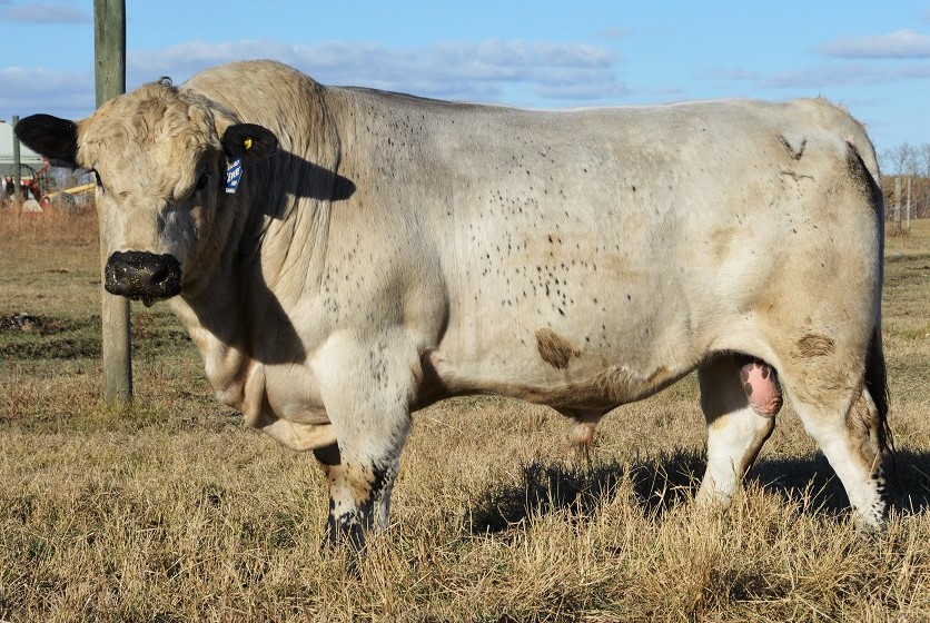 Lot 44 - 3 X PURE BRED EMBRYOS | AuctionsPlus
