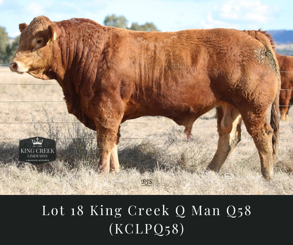 Lot 18 KING CREEK Q MAN Q58 (HP*) (PU) AuctionsPlus