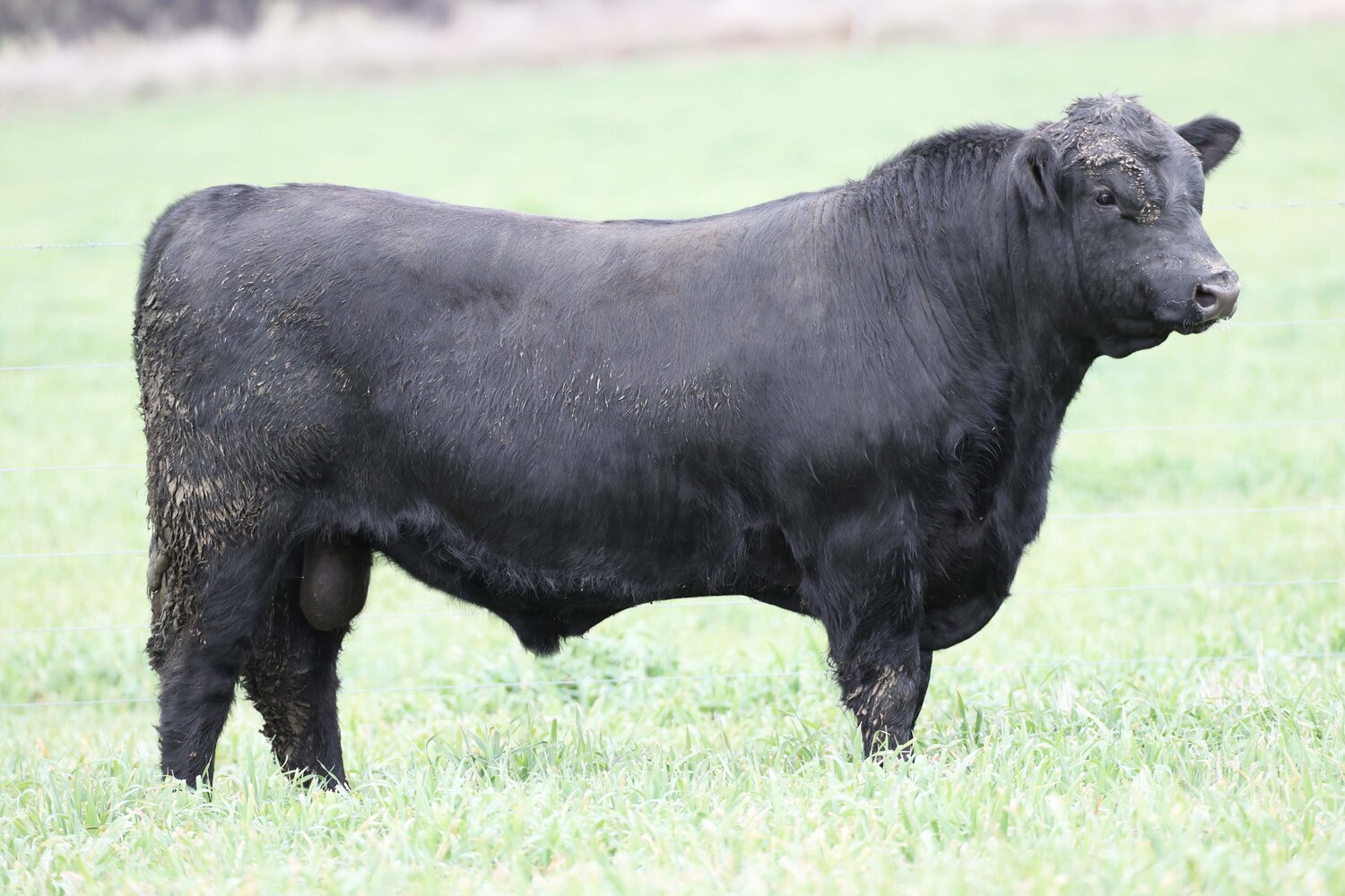 Lot 14 - COFFIN CREEK MILESTONE R77 | AuctionsPlus