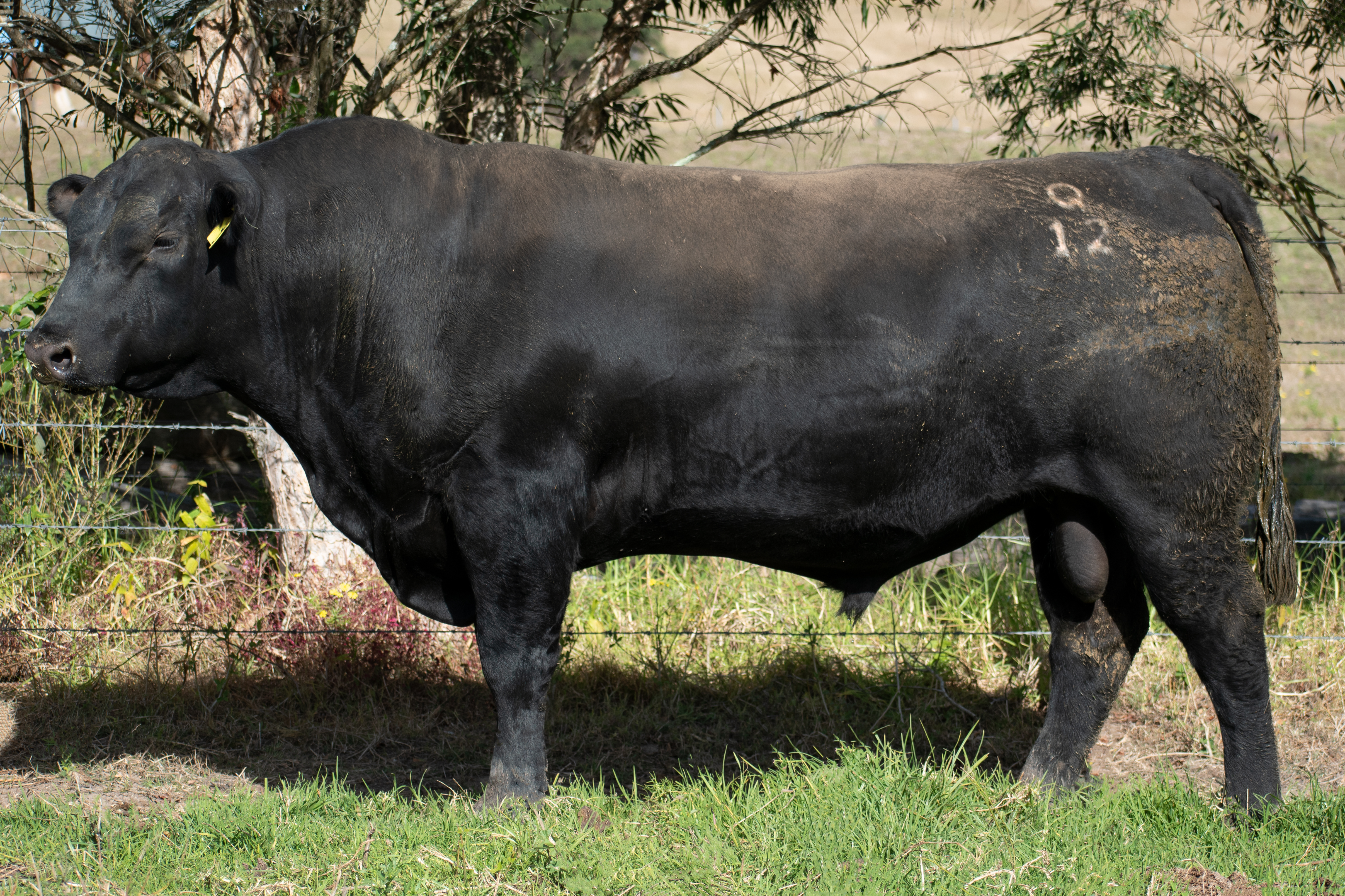 Lot 1 Sugarloaf Tour Of Duty Q12 Sv Auctionsplus