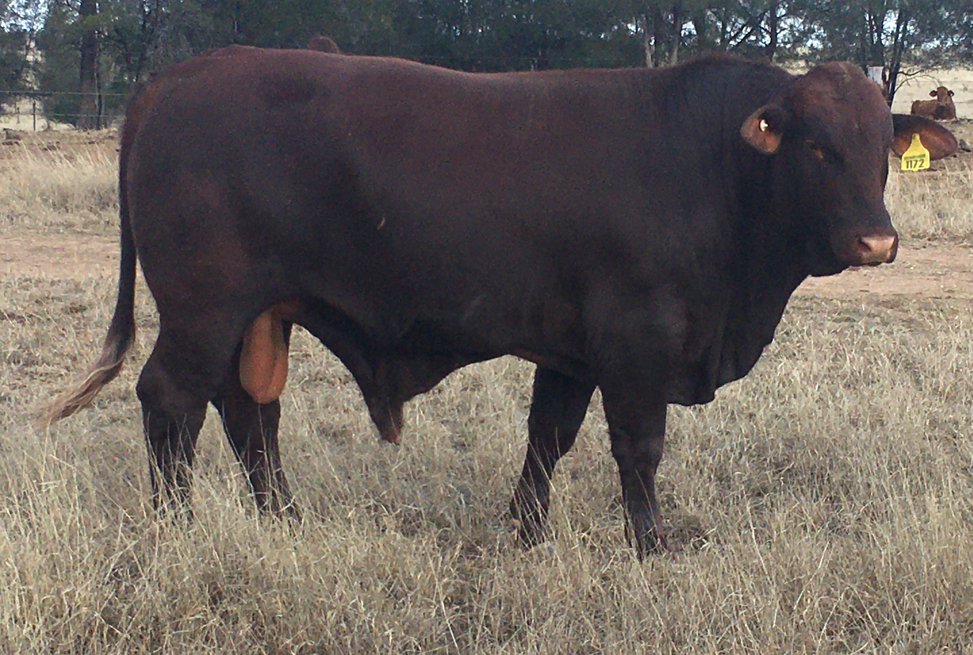 Lot 79 Dunrobin 1172 Commercial AuctionsPlus
