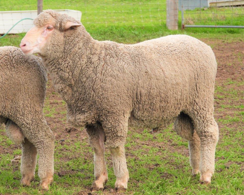 Lot 35 - MALLEETECH-200076 | AuctionsPlus