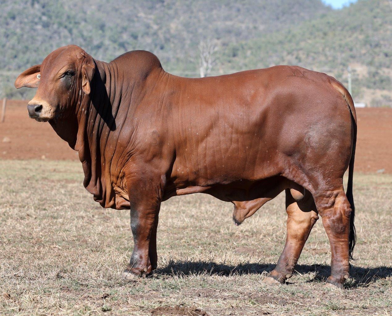 lot 32 HERD BULL TAG WHITE 73 AuctionsPlus