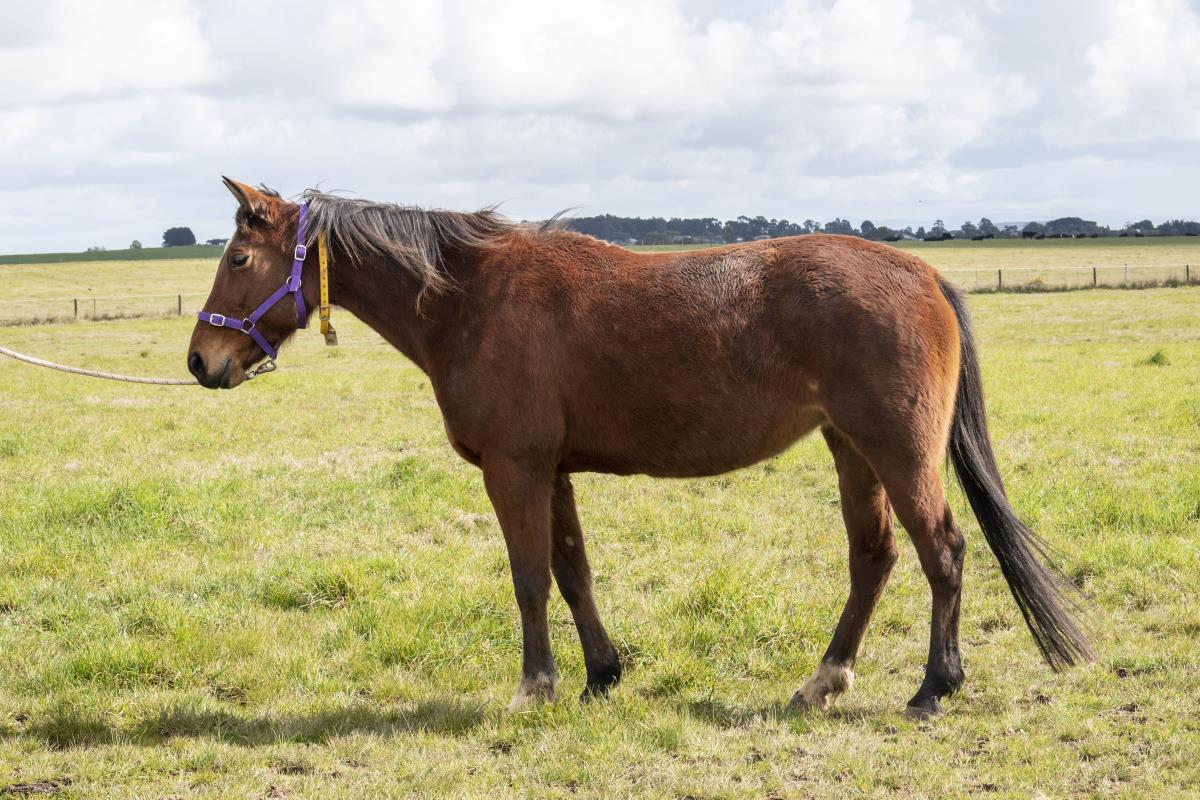 Lot 16 Unreserved 08Z2975 MAIDSTONE MISS NZ AuctionsPlus
