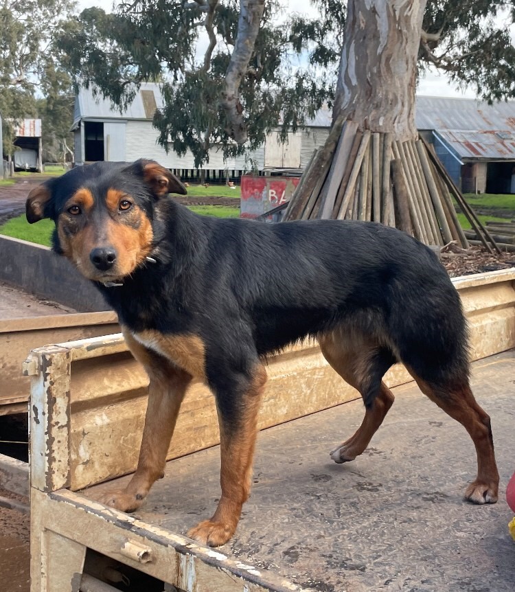 Lot 6 Josie Auctionsplus
