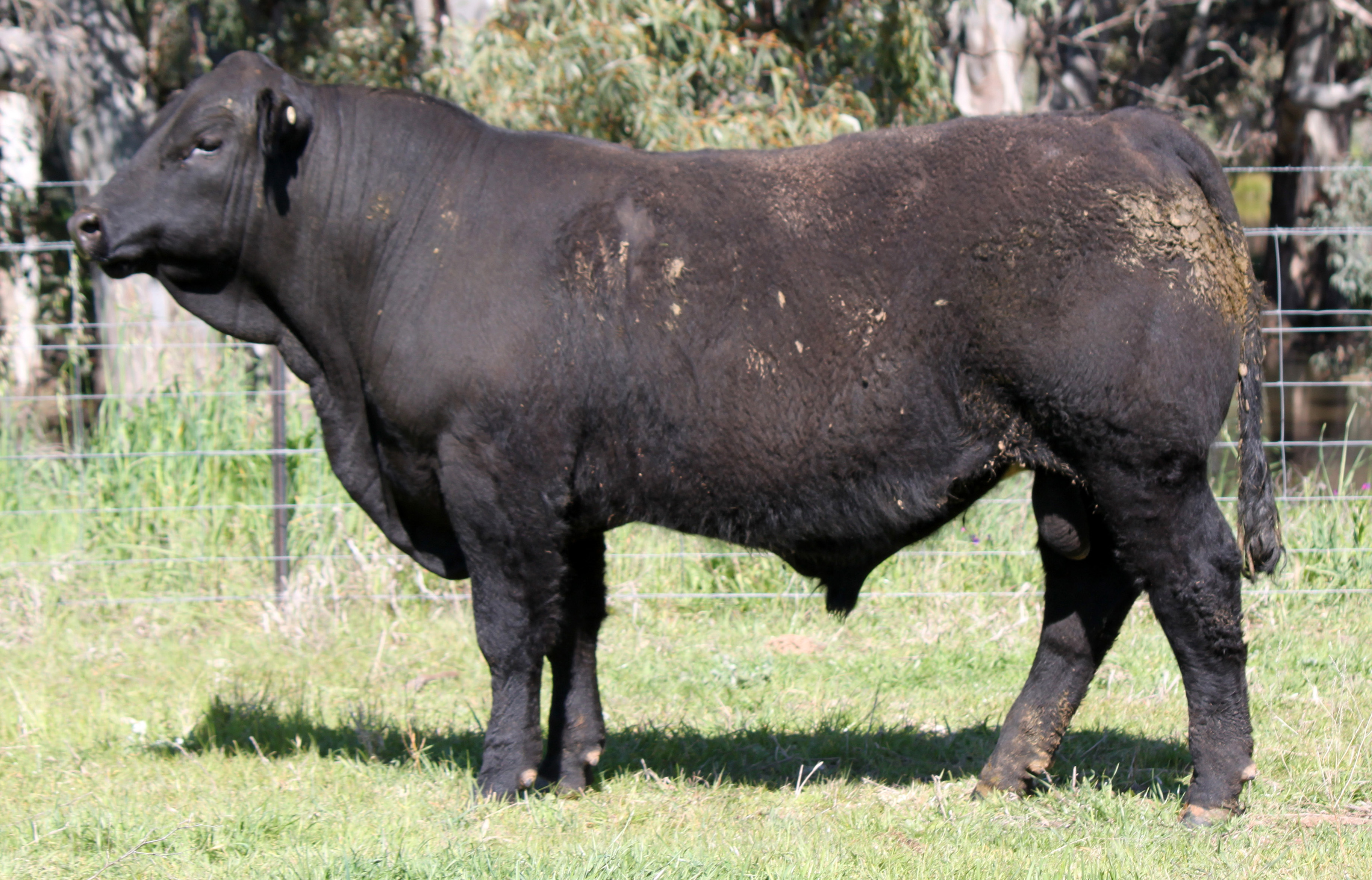 Lot 9 - WORMBETE RANKIN R57 (PP) (B) | AuctionsPlus