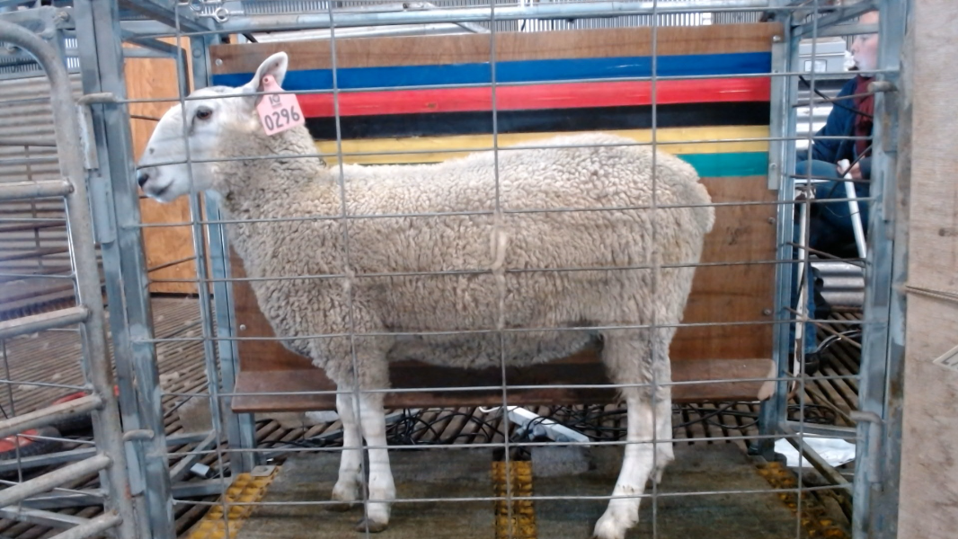 Lot 296 - ID 205105 | AuctionsPlus